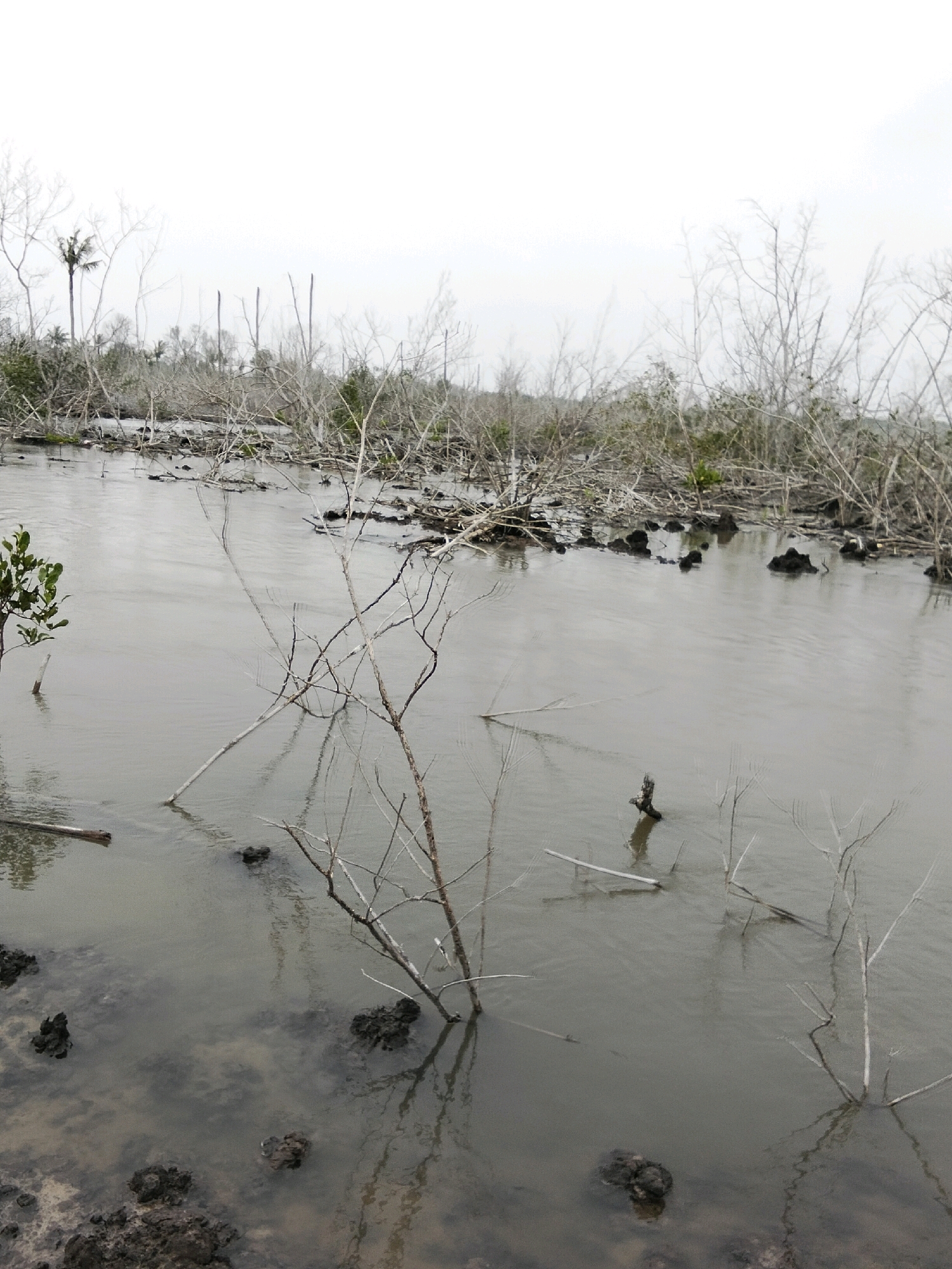 The image shows a waterlogged mangrove forest in Teluk Pambang, Indonesia. The scene is dominated by the murky grey water and the skeletal remains of mangrove trees, their bare branches reaching out of the water. Some of the trees are partially submerged, with their trunks and roots visible in the shallow water. The ground appears to be a mixture of mud and decaying organic matter. The sky is overcast, contributing to the somber atmosphere of the scene. There are no people or animals visible in the image. The environment appears to be a natural, undeveloped area, likely affected by coastal erosion or a natural disaster that has killed the mangroves.