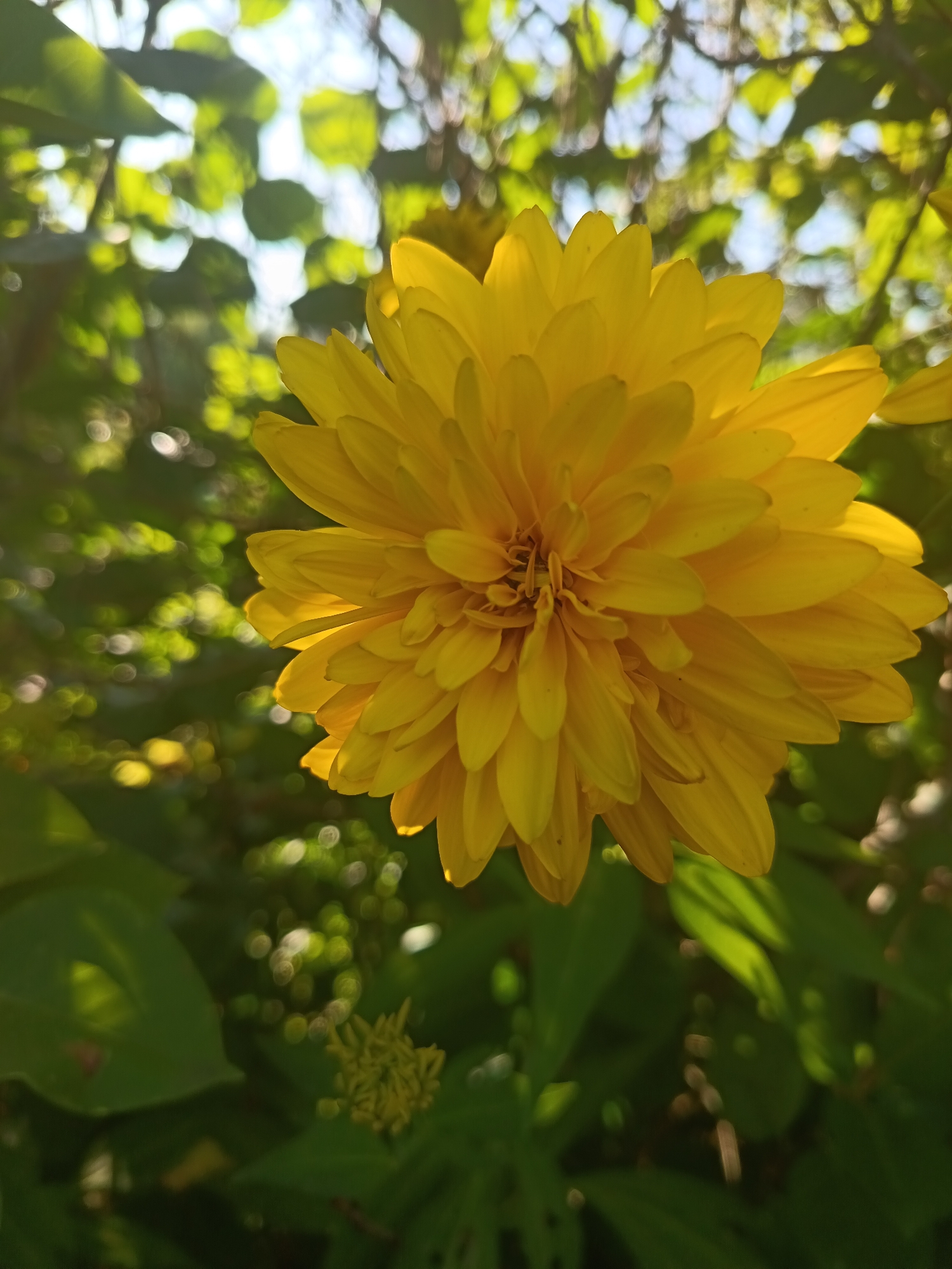 A close-up, low-angle shot captures a fully bloomed, bright yellow flower, possibly a chrysanthemum or a type of daisy, in focus. The flower is abundant with numerous, layered petals that radiate outwards. The background is softly blurred, showcasing a dappled green foliage and hints of bright sunlight filtering through, creating bokeh effects. A small, unopened yellow bud is visible in the lower left quadrant. The image does not provide any information about the city of Koryazhemka, Russia, nor does it depict any people or specific actions. It is a still life nature photograph.
