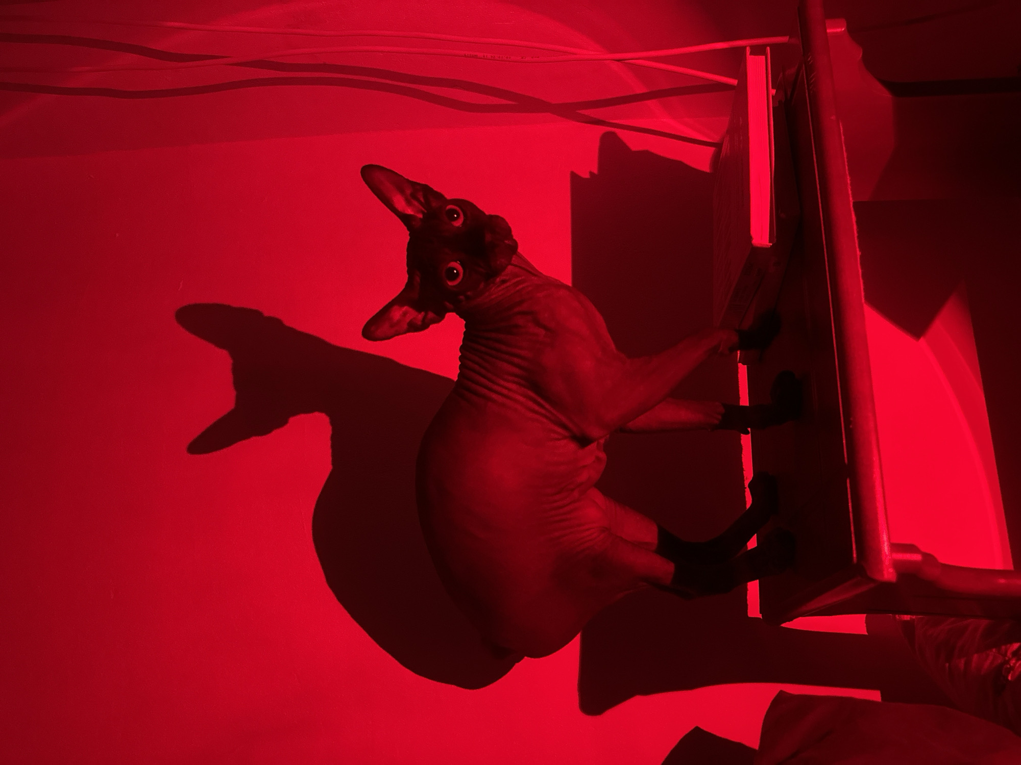 A Sphynx cat is perched on the edge of a box-like structure attached to a red wall. The scene is bathed in red light. The cat's shadow is visible on the wall. Electrical wires run along the top of the wall. The location is Budva, Montenegro.
