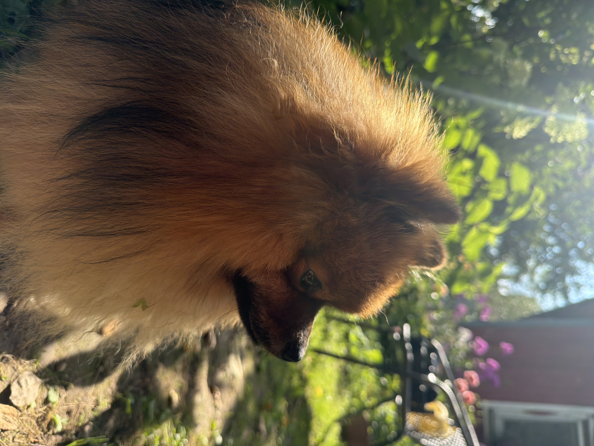 A medium shot captures a Pomeranian dog with reddish-brown fur sitting outdoors in a sunlit garden. The dog is facing to the right, with its head turned slightly away from the camera, observing something in the distance. Its fur is highlighted by strong sunlight, creating a warm glow and casting shadows. In the background, out of focus, are lush green foliage, blooming pink and purple flowers, and part of a building with a red exterior. A metal garden chair is also visible in the background. The ground beneath the dog appears to be dirt with scattered small green leaves. The overall scene depicts a peaceful moment in a residential garden setting.