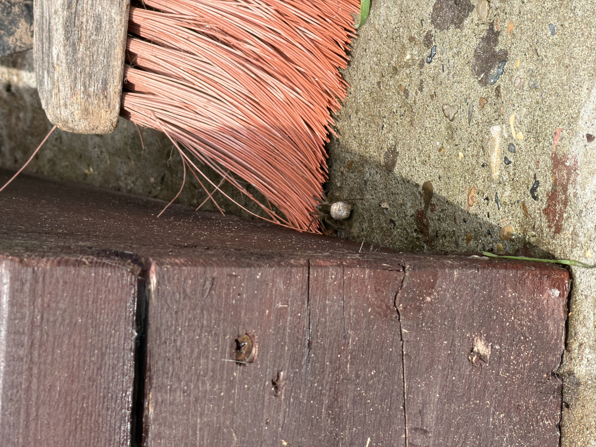A spider with an egg sac is positioned near the base of a wooden beam and the bristles of a broom on a concrete surface. The wooden beam is dark brown and appears weathered. The broom has orange bristles and a worn wooden handle. The concrete surface is speckled with small stones and debris. The scene suggests an outdoor environment, possibly a patio or walkway. The location is identified as Chaikovsky, Russia.