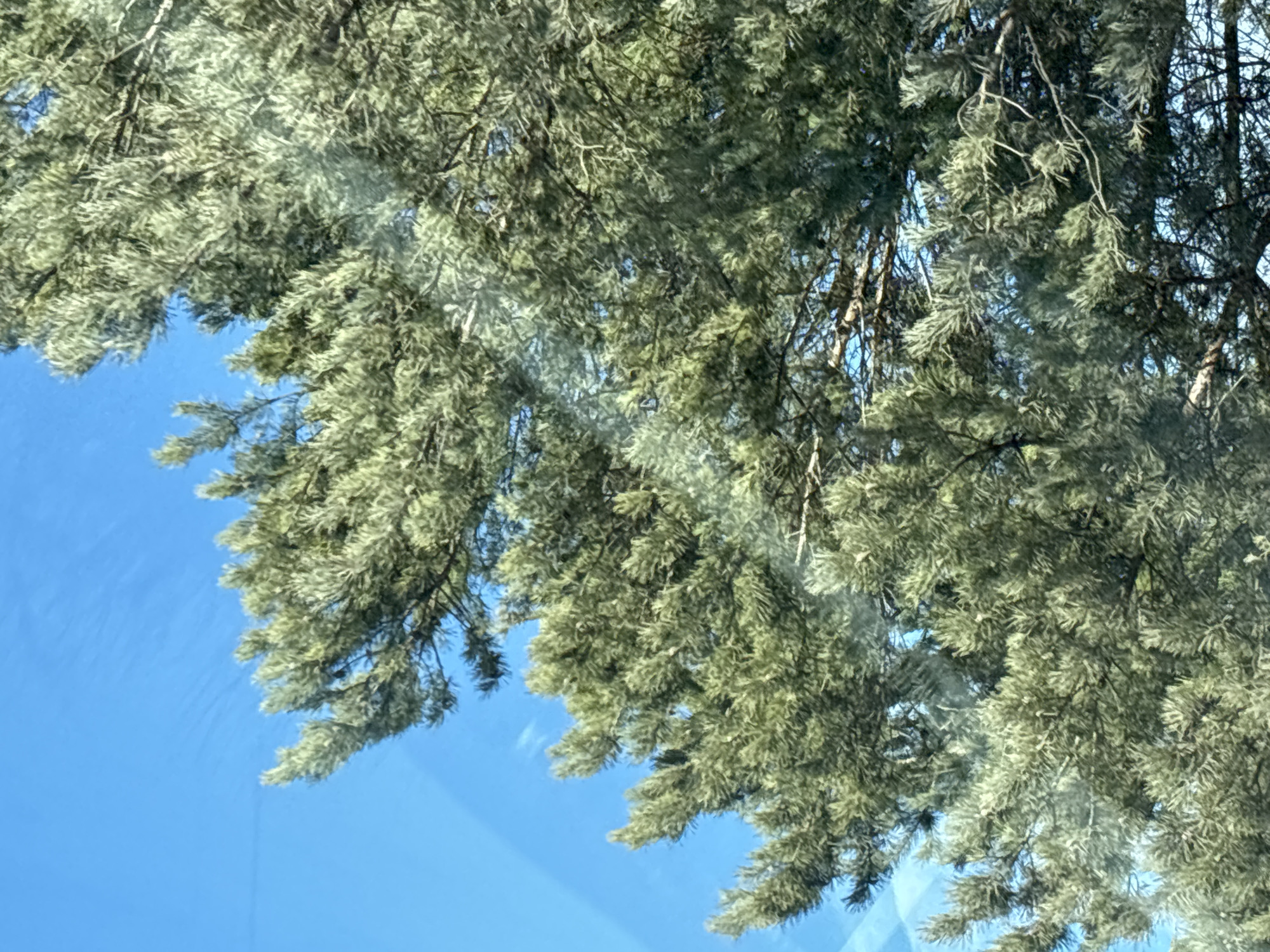 The image displays the upper canopy of a coniferous tree against a clear, bright blue sky. The tree's foliage, consisting of dense green needles and branches, occupies approximately three-quarters of the frame, extending from the bottom and right edges towards the center and upper left. The sky, visible in the upper left quadrant and interspersed through the tree's branches, is a uniform light blue with no distinct clouds. Slight light streaking and hazy patterns, consistent with reflections or glare on a glass surface, are present across the image, particularly noticeable in the upper left and center, suggesting the photograph was taken from behind a window. No people, animals, or man-made structures other than the implied glass are visible. The scene is located in the city of Chaikovsky, Russia, under clear daytime conditions.