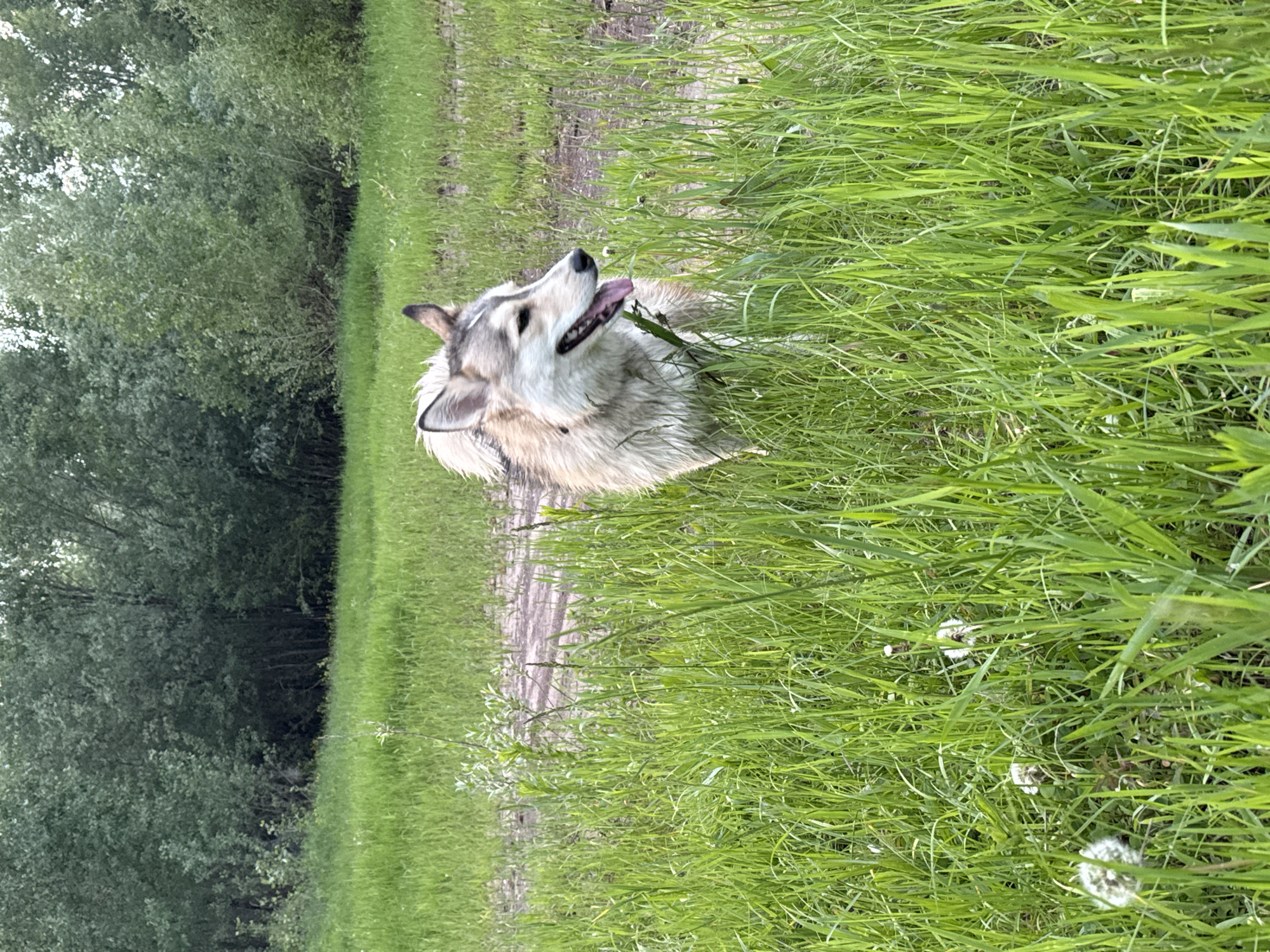 A medium-sized dog with tan, grey, and white fur stands in tall green grass. The dog is facing right with its tongue out and mouth open. Its ears are pointed, and its tail is bushy and raised. The background consists of dense green trees and a dirt path. The scene appears to be outdoors in a natural setting.
