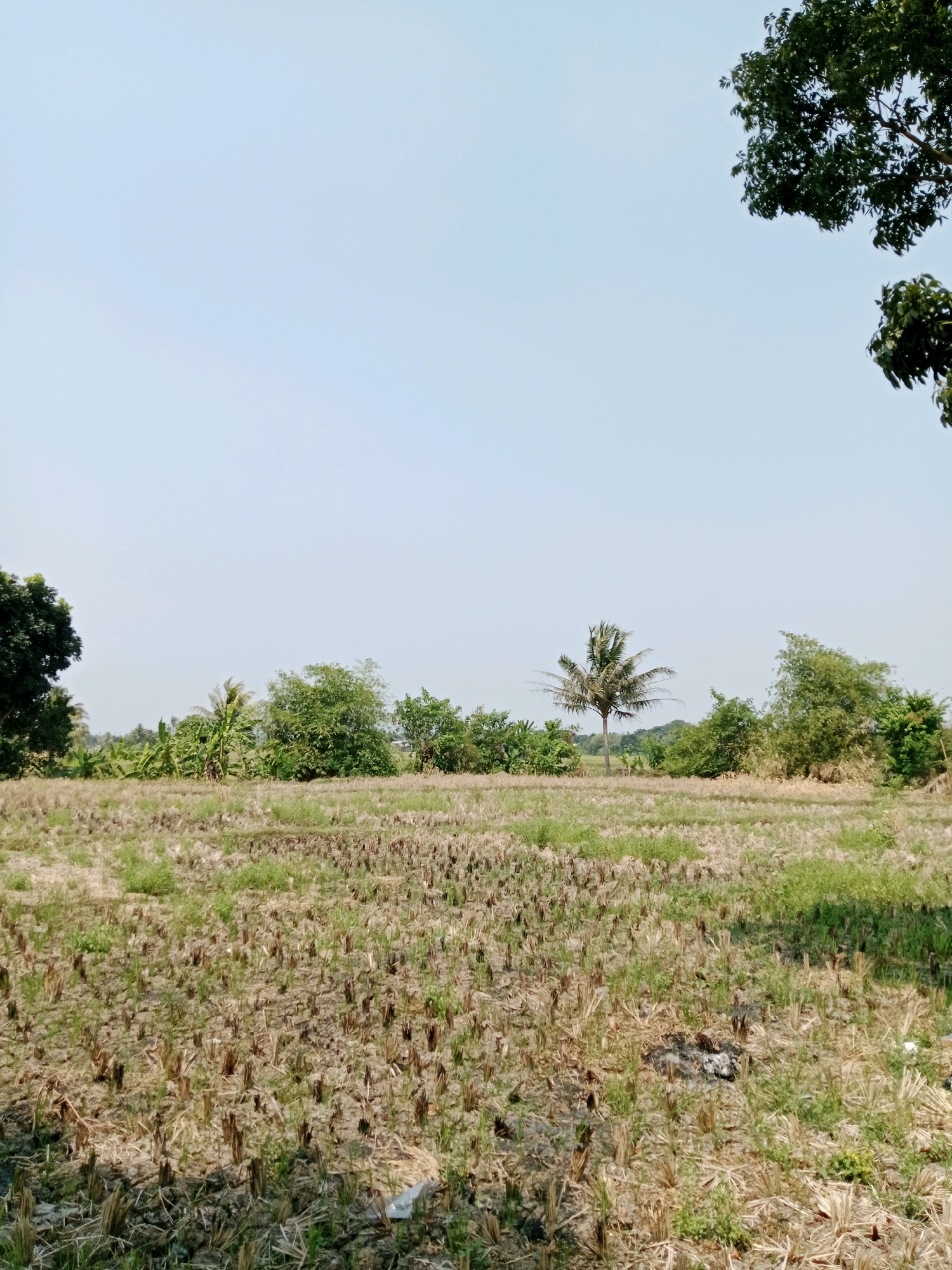 An outdoor, eye-level, vertical shot captures a dry, harvested field in Karangtengah, Indonesia. The field is covered with stubble from a recent harvest, with scattered patches of new green grass emerging. In the middle ground, a lone coconut tree stands amidst a cluster of various green trees and banana plants, creating a line of foliage that extends across the frame. The background is dominated by a pale blue, cloudless sky. The scene is bright and appears to be taken during daylight hours.