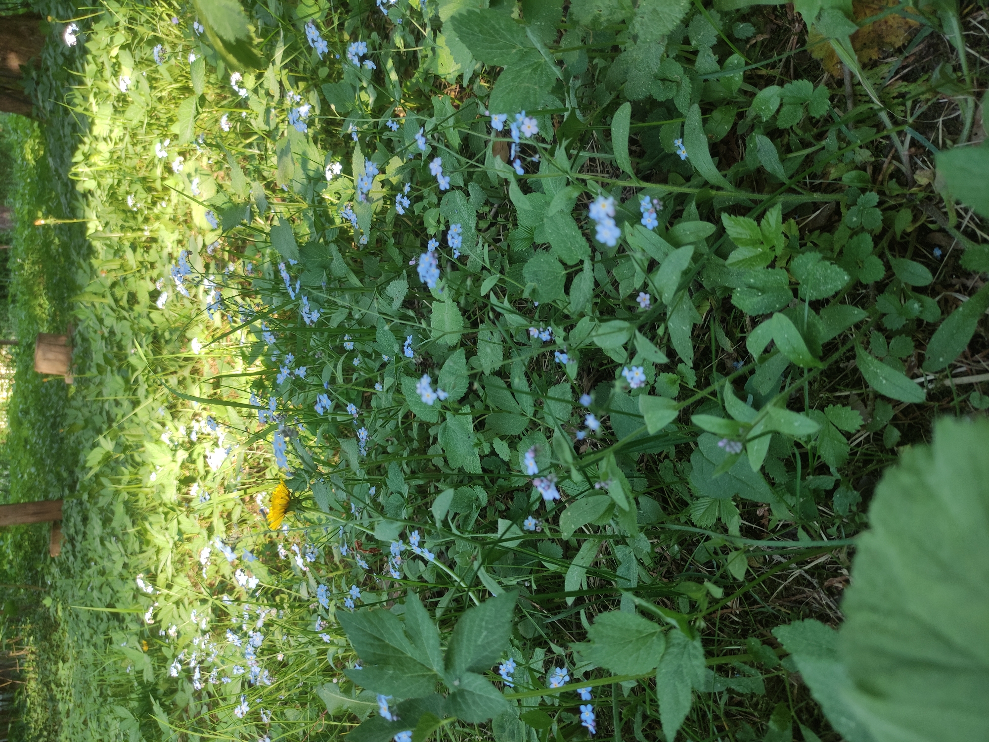The image shows a ground-level view of a patch of vegetation, likely in a park or untended area. A profusion of small, blue flowers are scattered throughout the scene, interspersed with various green plants and grasses. One yellow flower is visible in the center-left. The location is Kratovo, Russia. No people, actions, or interactions are apparent.
