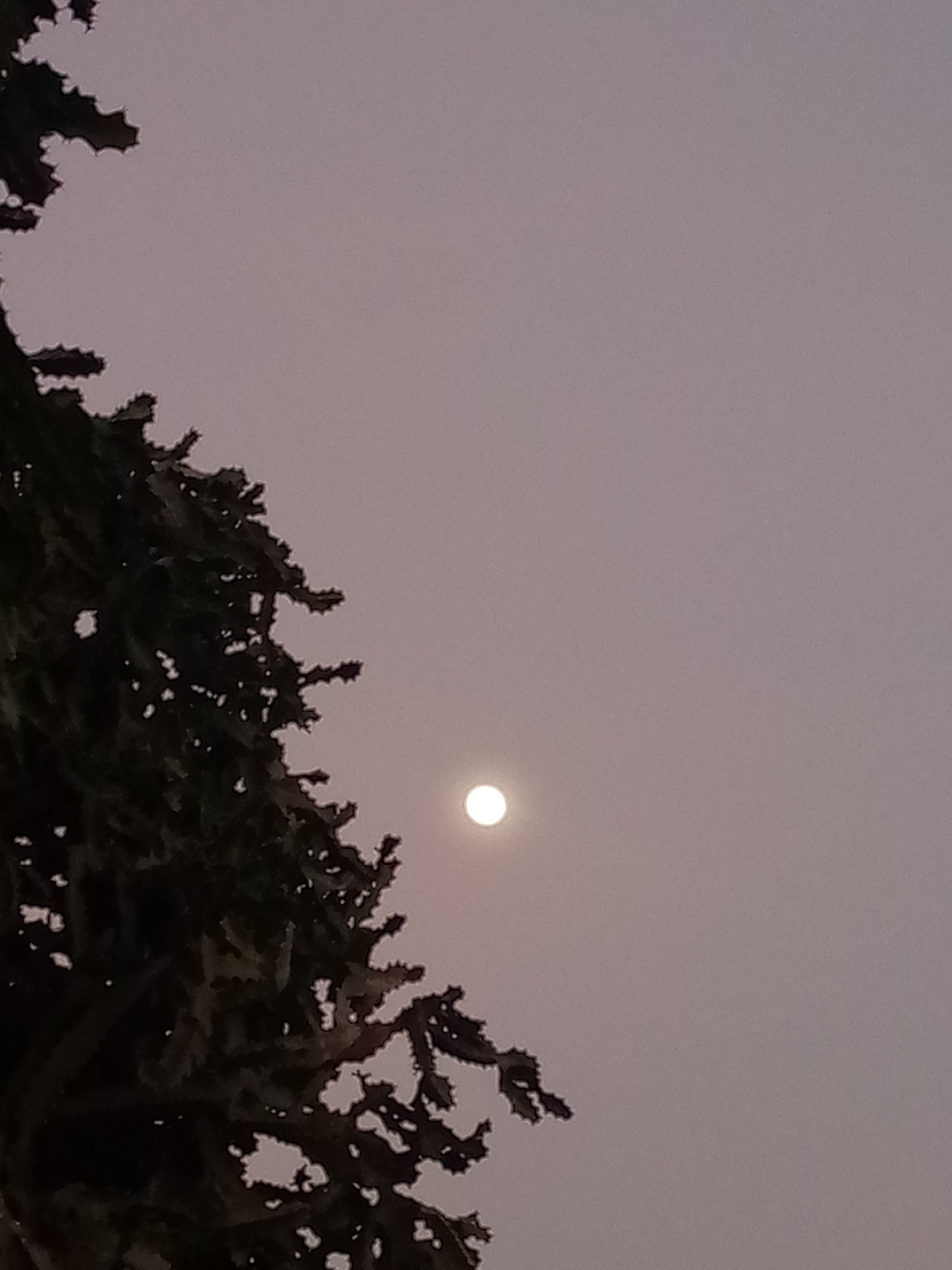 A dusky sky in Las Guevaras, Venezuela. A dark, thorny tree occupies the left side of the frame, its branches reaching upwards. A bright, small, circular moon is visible in the center of the sky.