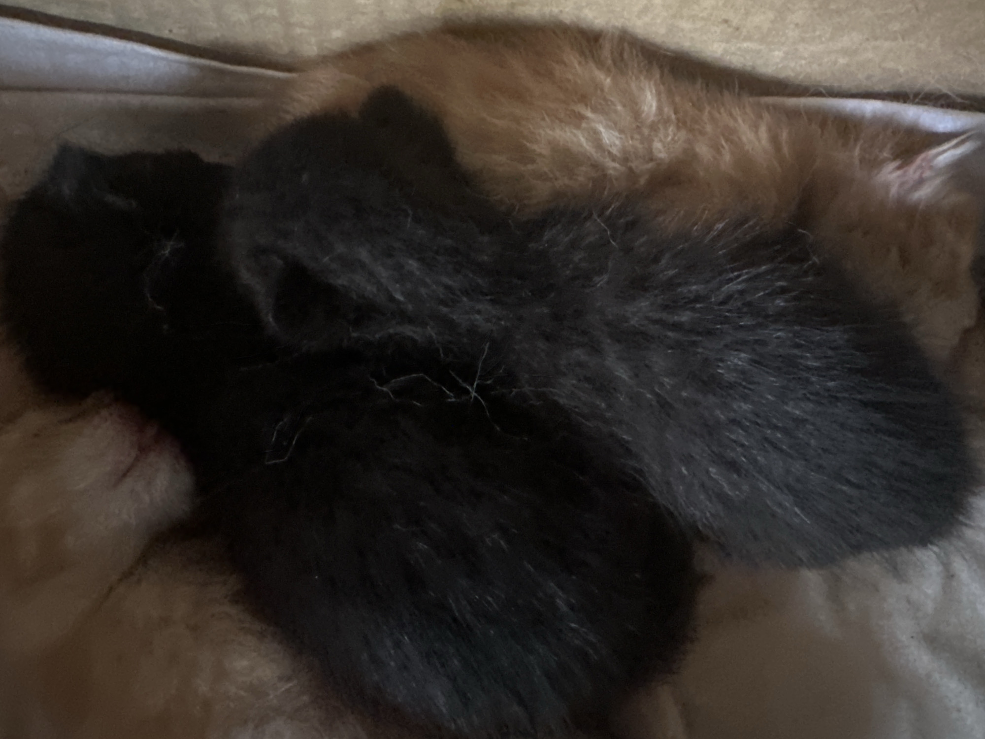 Two kittens, one black and one calico, are snuggled together on a soft, light-colored surface. The black kitten is on the left, its fur dark and dense. The calico kitten, to the right and slightly behind, has patches of orange, black, and white fur. Their bodies are intertwined, suggesting warmth and comfort. The background is a muted, neutral tone, with a subtle textured surface that may be fabric or bedding. The lighting is dim, creating soft shadows and highlighting the textures of the kittens' fur. The overall impression is one of peacefulness and deep sleep, with the kittens appearing to be very young. There is no visible text.