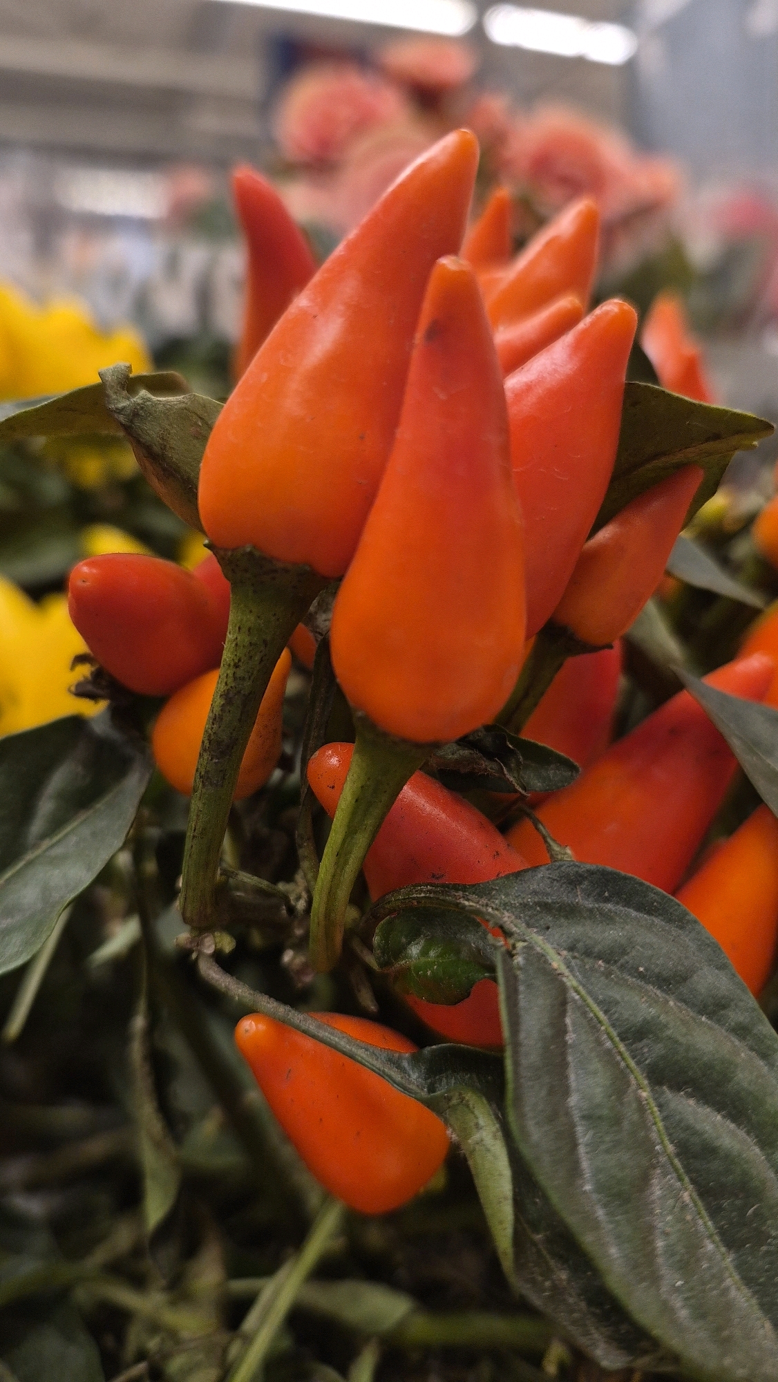 A close-up, vertical shot focuses on a cluster of vibrant orange chili peppers growing on a plant. The peppers are elongated and tapered, with glossy skins. Some are fully formed and bright orange, while others appear to be ripening, with hints of red. The stems are green, some with dark speckling, and are connected to the peppers by short stalks. Dark green, leathery leaves are interspersed among the peppers, providing a textured backdrop. The background is softly blurred, showing more peppers and foliage, and hints of yellow and red from other plants. The lighting suggests an outdoor or greenhouse environment, possibly a market or garden. The location is Līvāni, Latvia.