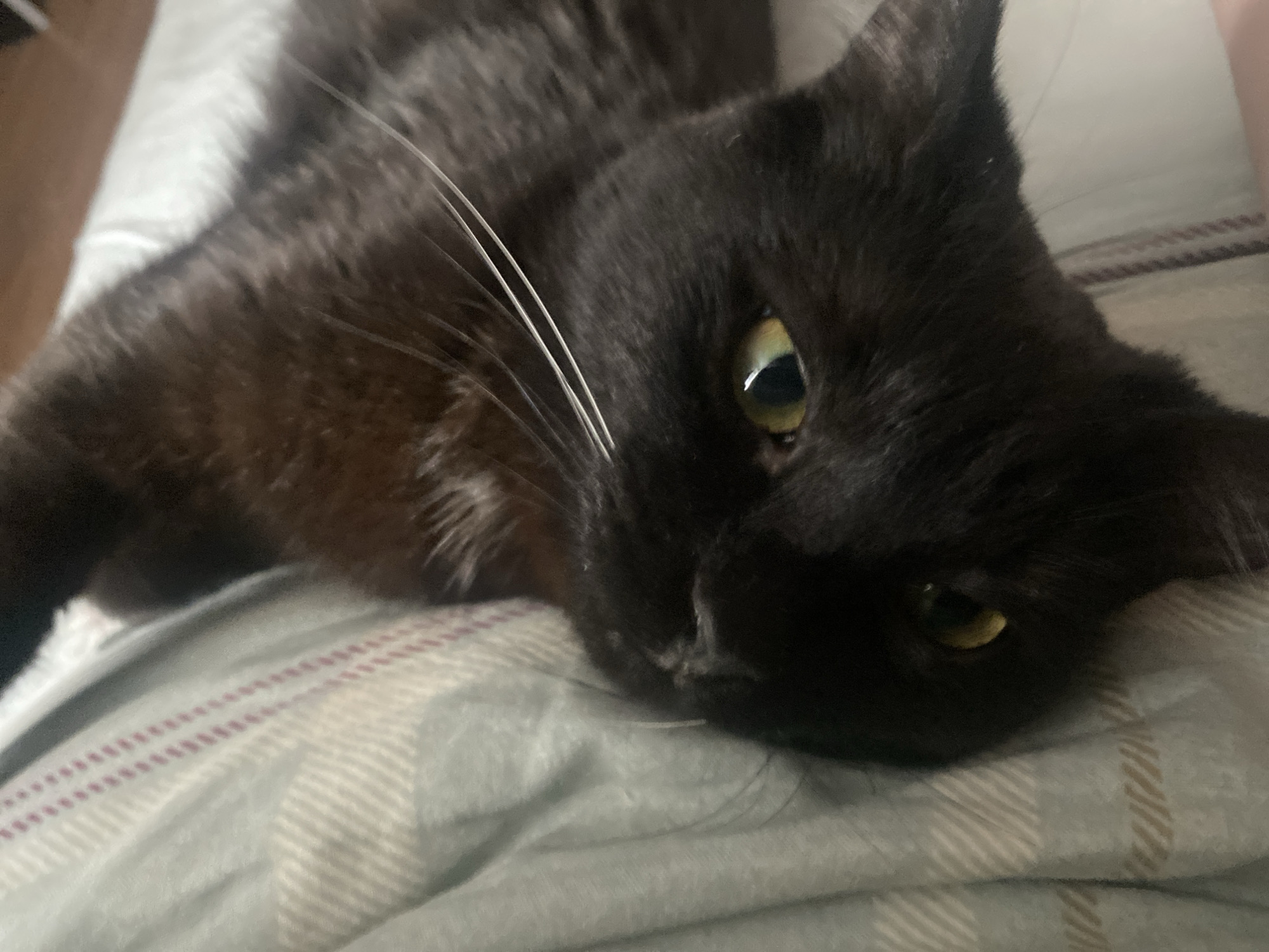 A close-up shot depicts a black cat lying on a gray and white patterned surface. The cat's eyes are open, and its white whiskers are visible. The cat appears relaxed or sleepy. The image does not include information about the location in Izhevsk, Russia or any mention of city.