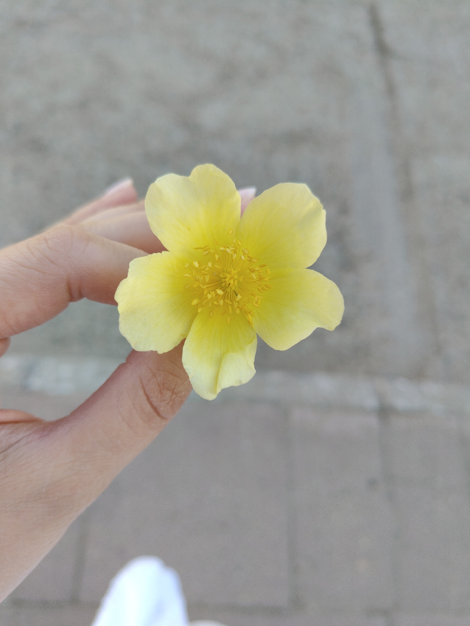 A human hand holds a yellow flower with five petals. The center of the flower is packed with yellow stamens. The background is a blurred grey concrete surface. The location appears to be outdoors.