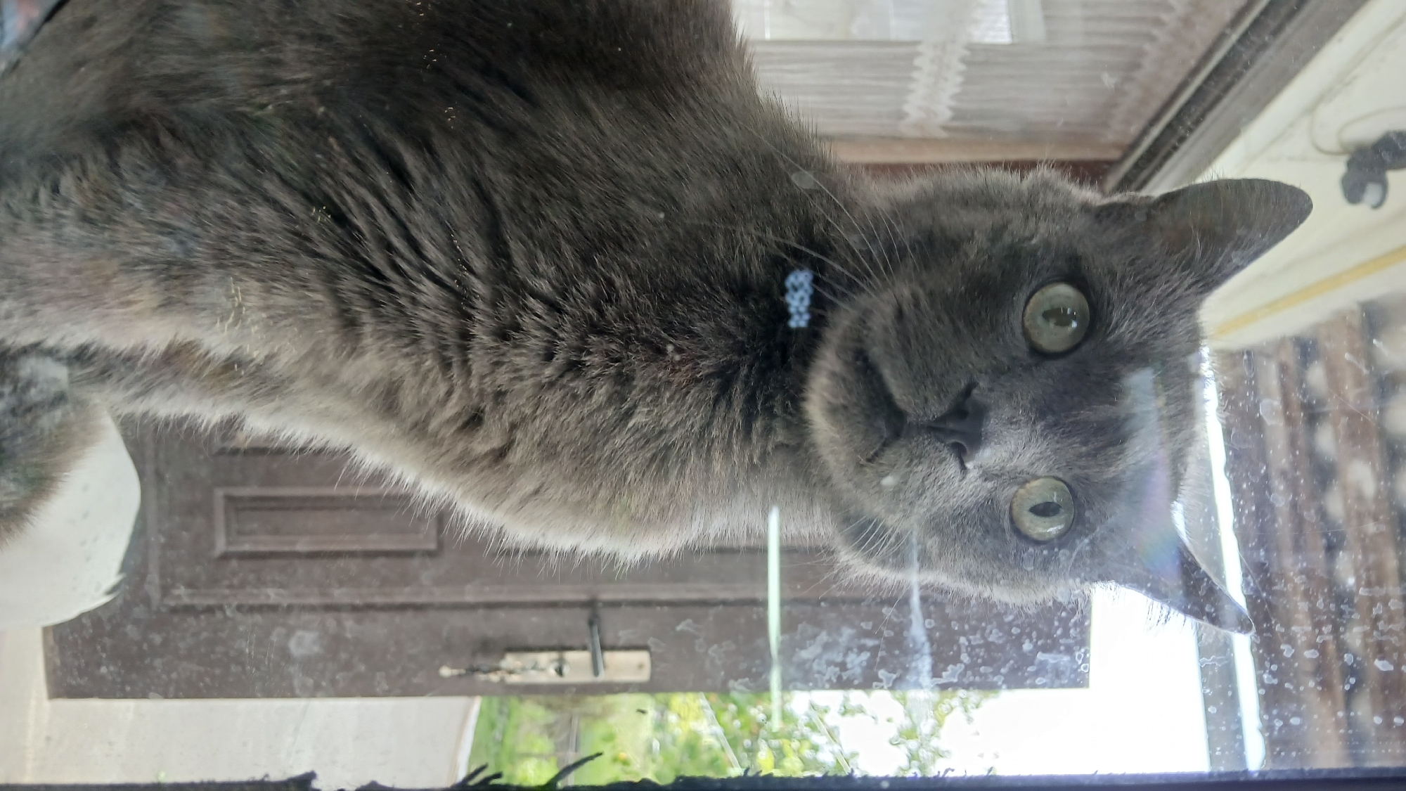 A grey-furred cat with striking green eyes is viewed from below, looking directly down through a dirty glass surface. The cat's body appears inverted to the viewer, positioned vertically on the clear material, possibly a window or a glass table. It wears a light blue collar featuring beaded details, with the text "2288" (or similar numeric sequence) visible on it. Its dense grey fur shows minor specks of dust.
Through the smudged glass, the background reveals a dark brown wooden door with a recessed rectangular panel and a metallic handle. Beyond the door, glimpses of green foliage and bright daylight indicate an outdoor setting during the daytime. The glass surface itself is notably smudged and dotted with watermarks or dirt, which is prominent in the foreground and around the cat's face. The cat's expression is one of curiosity, as it gazes directly into the camera. This scene is captured in Dnipro, Ukraine.