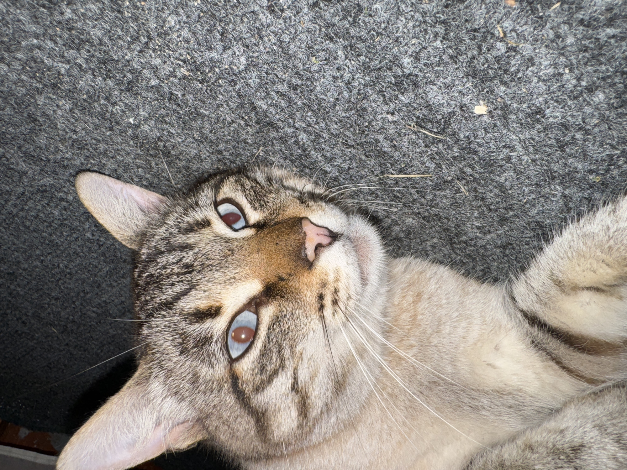 A close-up, eye-level shot shows a tabby cat lying on its side on a dark grey carpet. The cat's fur is a mix of light brown, grey, and black stripes. Its eyes are a striking blue and are looking directly at the camera. The cat's left ear is partially visible, and its whiskers are long and white. The background is out of focus, but appears to be a dark, textured surface. The scene is indoors, likely in a residential setting in the city of Поназырево, Russia. There are no people or other animals visible in the image. The carpet appears slightly worn and there are a few small pieces of debris scattered on it.