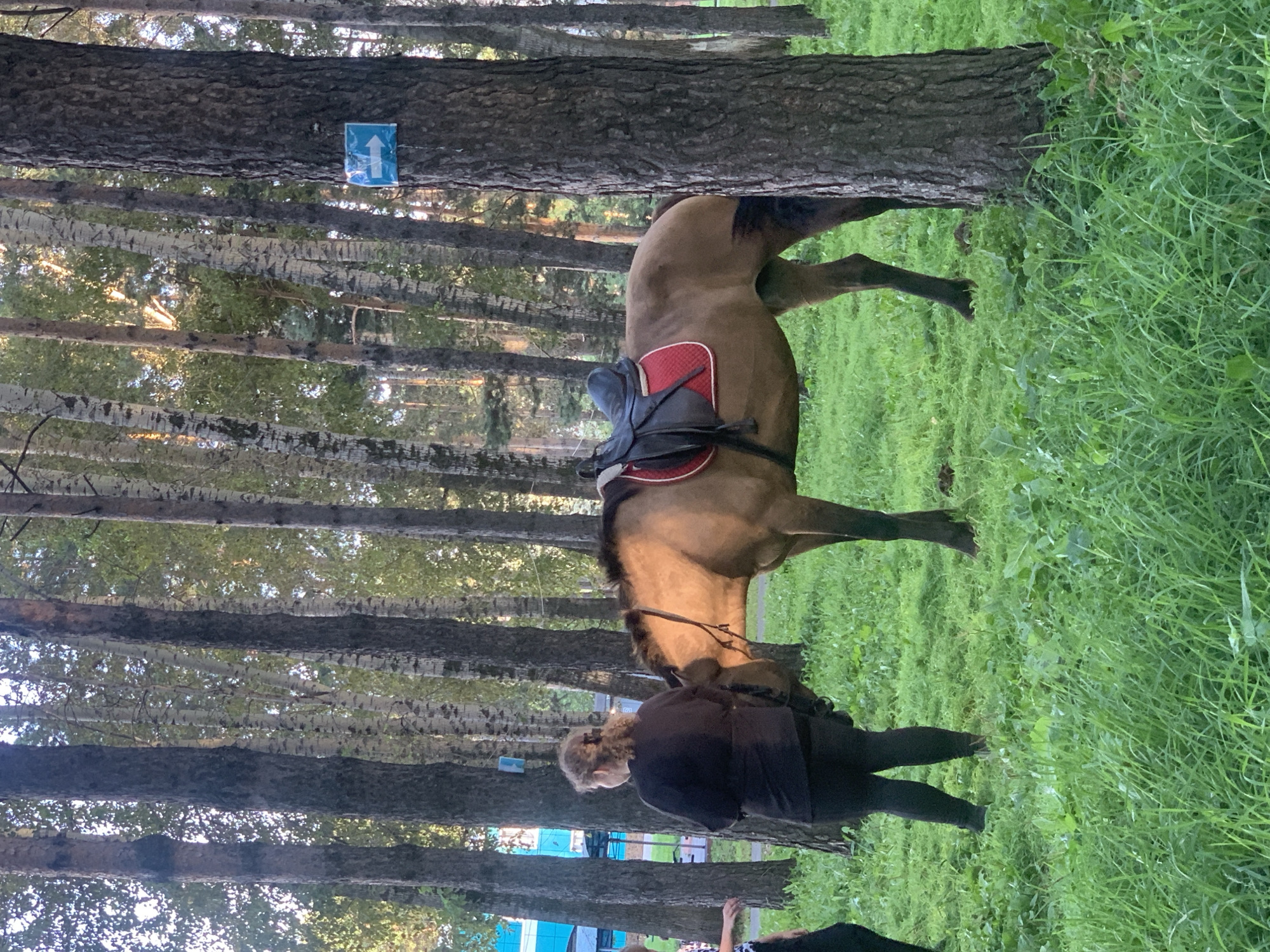 An adult brown horse with a saddle is standing in a grassy clearing surrounded by birch and pine trees. A woman with blonde, curly hair, wearing a black shirt and dark pants, stands to the left of the horse, facing away from the camera and looking at the horse. Another person, wearing a black garment, is partially visible on the far left of the image. A blue sign with a white arrow pointing to the right is affixed to a large pine tree on the right side of the image. In the background, a light blue building is visible through the trees, suggesting an urban or semi-urban setting. The presence of a saddle and the woman's posture suggest an activity related to horseback riding. The location is identified as Prokopyevsk, Russia.