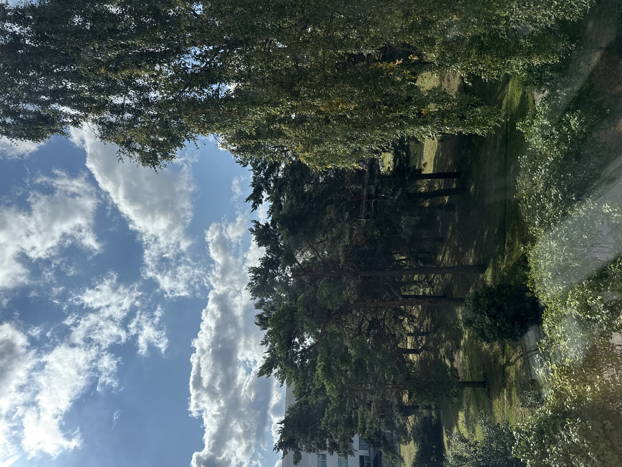 The image depicts a view from a window, looking out at a sunlit scene with trees and a building. In the foreground, lush green foliage, possibly bushes and smaller trees, is visible, with sunlight streaming through them in visible rays, creating a dappled effect.
Beyond the foreground greenery, a stand of tall pine trees dominates the middle ground. Their dark green needles are dense, and the trees cast shadows on the grassy ground below. To the right of the pine trees, a tall deciduous tree with lighter green foliage, possibly a birch, is prominent, its branches reaching towards the sky.
In the background, a modern white building with multiple windows and balconies is partially visible behind the trees. The building appears to be an apartment complex or office building.
The sky above is a bright blue, with scattered white cumulus clouds. The sunlight suggests it is daytime, likely late morning or early afternoon, given the angle of the light and shadows.
The scene appears to be a residential or office area with a park-like setting, common in many parts of the city. Based on the architectural style of the building and the presence of pine and birch trees, this scene could be located in a suburban area of Tallinn, Estonia, such as Pirita, Lasnamäe, or Mustamäe, where such a combination of residential buildings and green spaces is typical. No people are visible in the image.