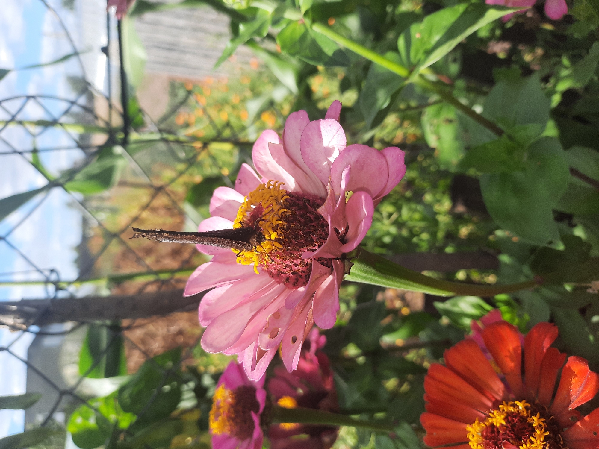 A close-up shot shows a butterfly resting on a pink zinnia flower in a garden. The butterfly's wings are folded and appear dark brown. The zinnia has delicate pink petals surrounding a central disc of yellow and brown florets. In the background, other flowers, green leaves, and a wire fence are visible. The sky is partly cloudy. The location is a garden in Shkloŭ, Belarus, likely a residential area given the presence of a house and fence in the background.