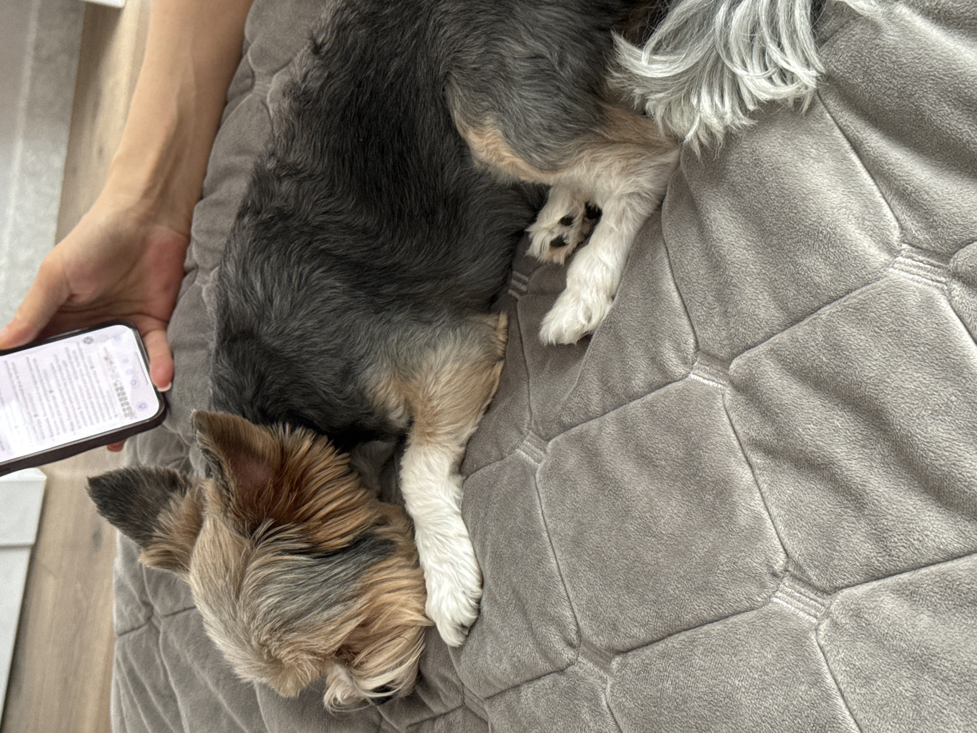 A Yorkshire Terrier lies on a gray, quilted blanket. The dog's head is oriented toward the lower-left of the frame. A person's left hand holds a smartphone, partially obscuring the dog's head. The room is indoors. The location is unknown, and cannot be determined with the provided image.