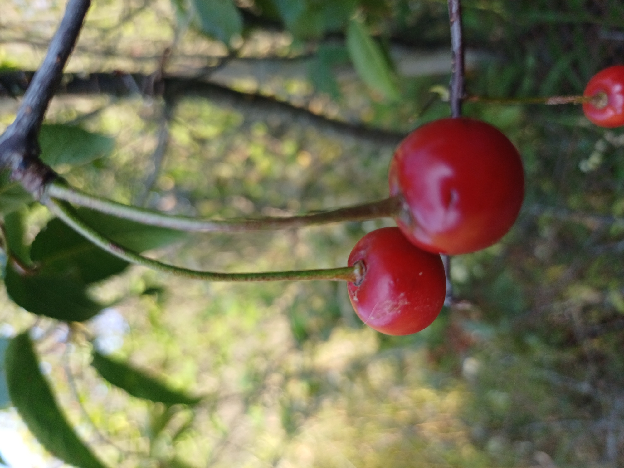 Two ripe red cherries hang from a branch. The foreground is in focus, showing the cherries and a stem. The background is blurred, depicting green leaves and trees, suggesting an outdoor, natural setting, possibly a garden or park in Sulymivka, Ukraine.