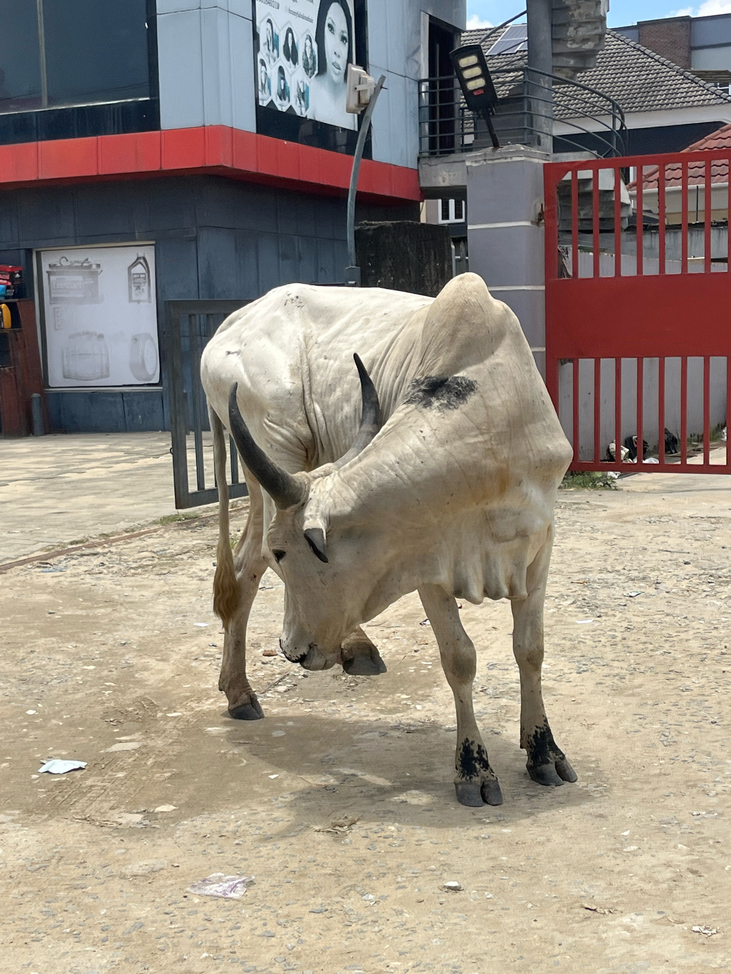 A light-colored bull with dark markings on its horns and back stands on a dirt and gravel surface in front of a building with a red metal gate. The bull is facing left and appears to be bowing its head down, with its right foreleg bent. The building behind the bull has a dark facade with a red horizontal trim and a large poster featuring portraits of several women. To the right of the bull is a red metal gate with vertical bars, behind which is some foliage and debris. The environment appears to be an urban or semi-urban setting, with a cloudy sky. The bull is the primary subject of the image.