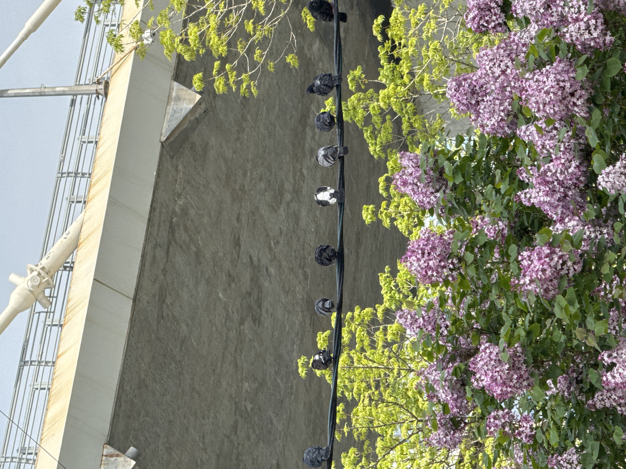 The image shows an upward view of a concrete structure, possibly a bridge support, with a series of pigeons perched on a power line running parallel to the structure. To the right of the power line, there's a blooming lilac bush with abundant purple flowers and green foliage, and some branches with young green leaves. The sky is visible in the background, suggesting daytime. It is not possible to determine the location is Vladivostok, Russia from the image.