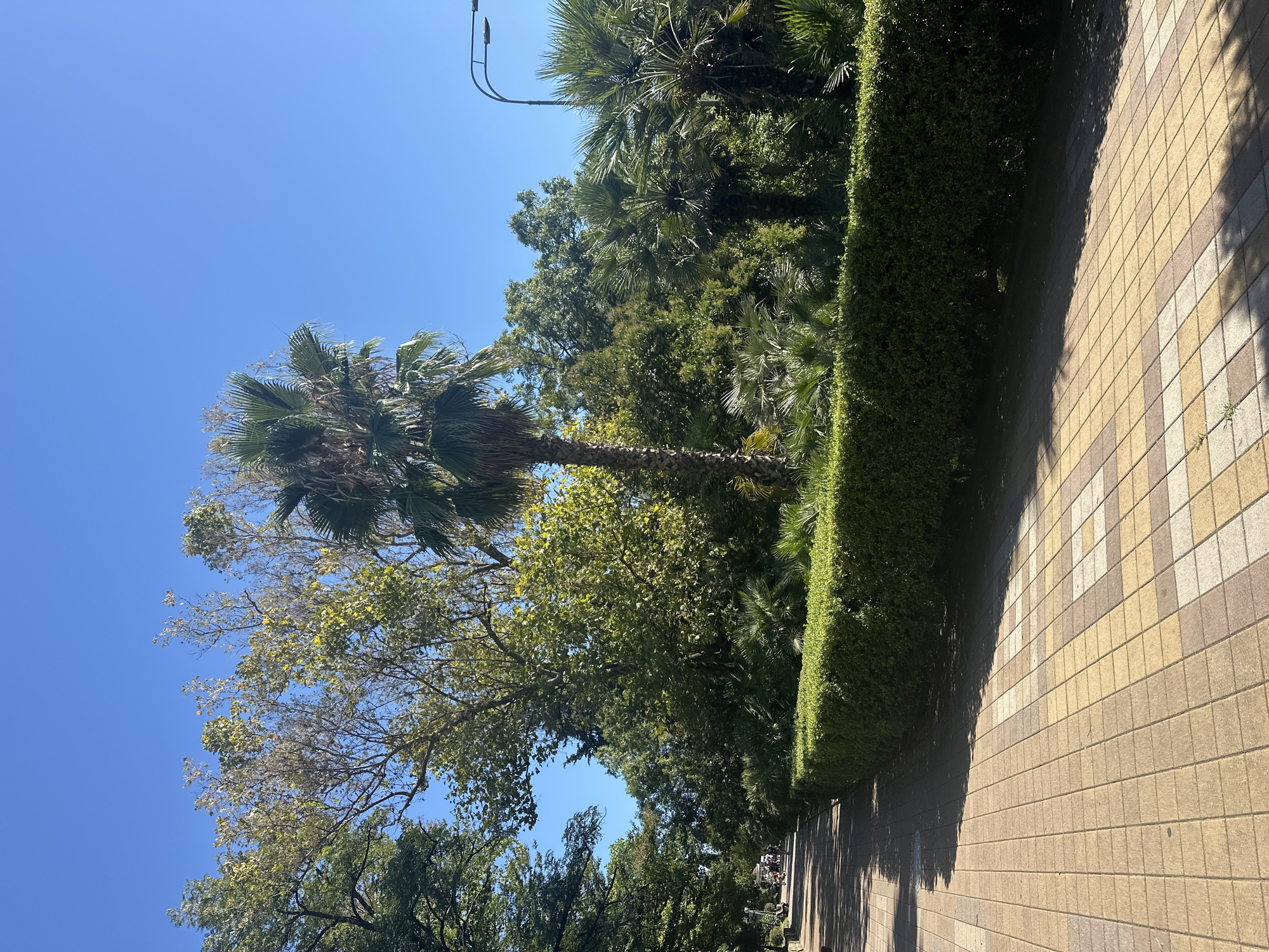 This image captures a sunny day in Sochi, Russia, likely in a park or a promenade. A paved pathway, constructed with beige and brown rectangular tiles, occupies the foreground and extends into the distance. The path is bordered on the right by a meticulously trimmed, dense green hedge. Behind the hedge, various types of trees and palm trees are visible, creating a lush, verdant backdrop under a clear blue sky. The foliage ranges in color from deep green to lighter, yellowish-green hues, suggesting a warm climate and possibly late summer or early autumn. In the distance, a few people can be seen walking along the path, and a lamppost with two lights stands on the right side of the frame, indicating an urban or park setting. Shadows from the trees and the hedge are cast across the pathway, adding depth and texture to the scene.