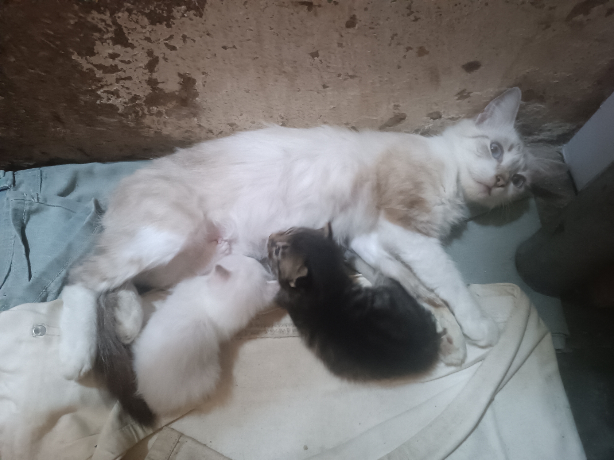 The image depicts a mother cat with three kittens. The mother cat is lying on its side, with its hind legs extended. It is a light-colored cat with some darker markings on its ears and tail. Its eyes are open and it is looking to the right. Two of the kittens are white, and one is black and white. The kittens are clustered around the mother's belly, presumably nursing. The scene appears to be indoors, with a rough, textured wall in the background and a light-colored fabric underneath the cats. The lighting is dim, suggesting it may be evening or an indoor setting with minimal light. The overall impression is one of domesticity and maternal care. The location is described as a city in Venezuela, Porlamar, however, the image itself does not contain any specific landmarks or identifying features to confirm this.