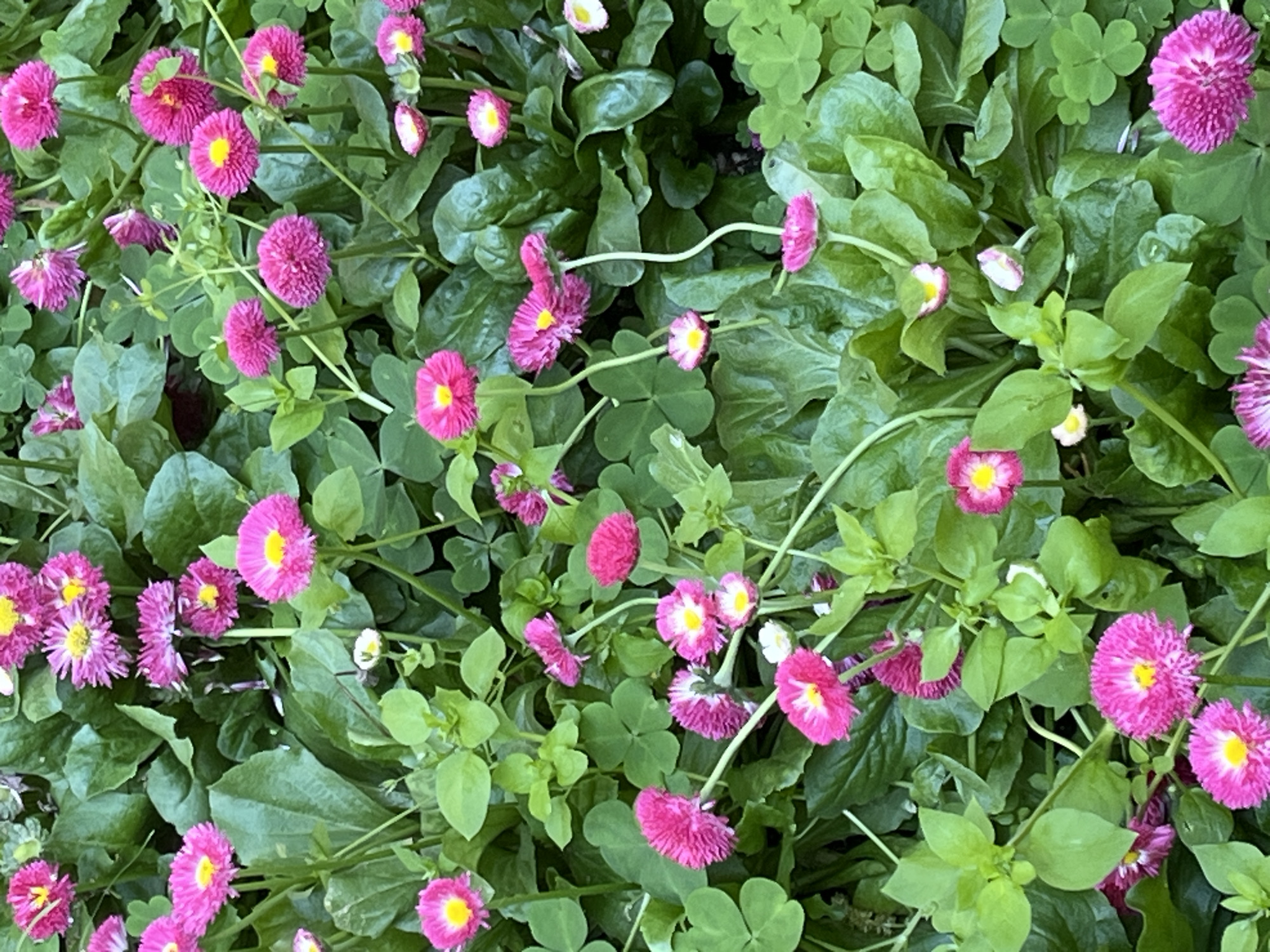 The image shows a dense bed of flowering plants. The dominant plants have vibrant pink, pom-pom-shaped flowers with bright yellow centers. Interspersed amongst the pink flowers are various green leaves, some broad and rounded, others smaller and clover-like. The overall setting appears to be a garden or a well-maintained public area with an abundance of vegetation. The image does not contain information to identify the specific location in Alanya, Turkey. There are no people, interactions or actions in the scene.