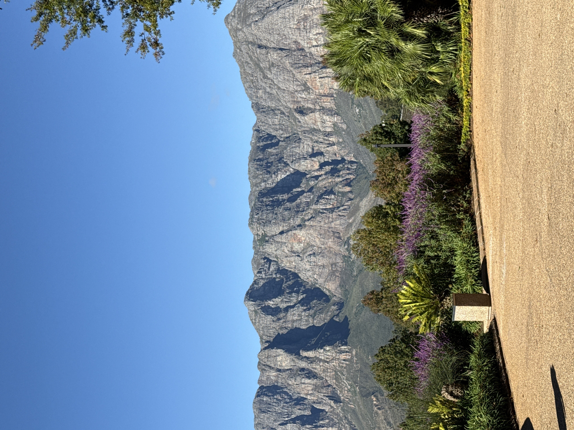 A brightly lit landscape photograph captures a majestic mountain range under a clear blue sky, likely within the Stellenbosch Local Municipality in South Africa. The image is oriented vertically, but when viewed horizontally, a vast, rugged mountain with deep crevices and shadows dominates the left and center of the frame. The sky, a vibrant azure with no clouds, occupies the upper portion.
In the foreground and midground on the right side of the image, there is a neatly maintained area featuring lush green foliage. This includes various trees, some with palm-like fronds, and abundant bushes with vivid purple flowers, possibly lavender or salvia. A light-colored, granular paved path or road runs along the right edge of the frame, extending from the bottom towards the middle. A small, light-colored rectangular block, possibly a bench or marker, is visible near the path amidst the greenery. Dark shadows, indicating strong sunlight, are cast across parts of the mountain and onto the paved path, suggesting a morning or afternoon setting. Tree branches with green leaves peek into the top-left corner, framing the expansive sky. There is no visible activity or text. The overall scene conveys a sense of natural grandeur and tranquility.