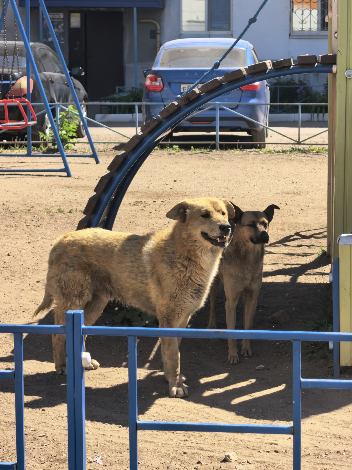 Two dogs stand in a dirt-covered playground. A taller, light brown dog with a shaggy coat stands in the foreground, partially obscured by a blue metal fence. Behind it, a smaller, darker brown dog with short fur stands near the edge of the playground structure. The playground features blue metal climbing structures with wooden rungs. In the background, a blue car is parked near a light blue building with windows and doors. A swing set is visible to the left of the car. The scene is located in Sterlitamak, Russia.