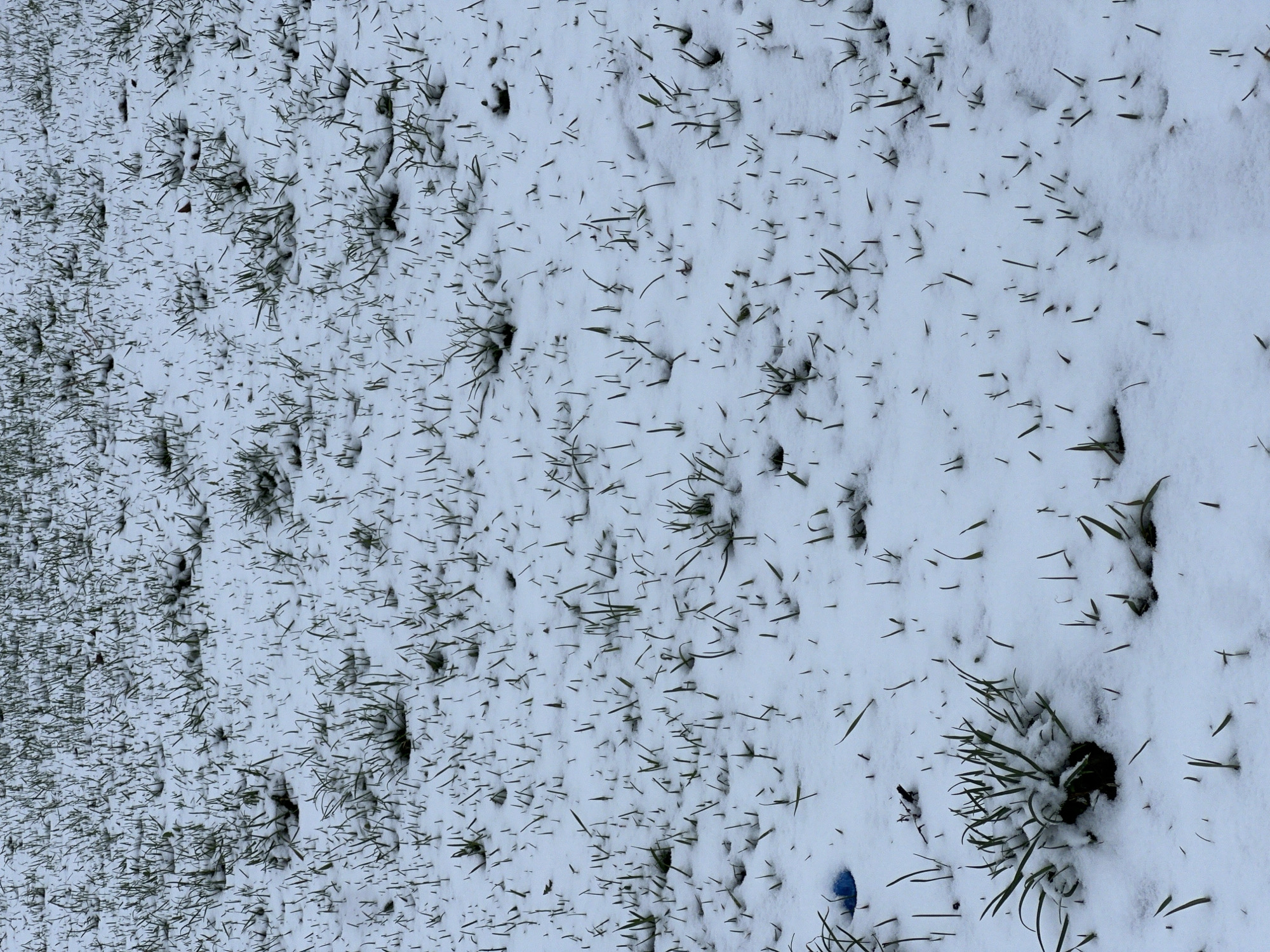 The image shows a ground covered in snow with patches of green grass visible. The grass is denser on the left side of the image, gradually becoming sparser towards the right. There is a blue object on the right side of the image near some of the grass. The location is specified as the city of Chaikovsky, Russia.