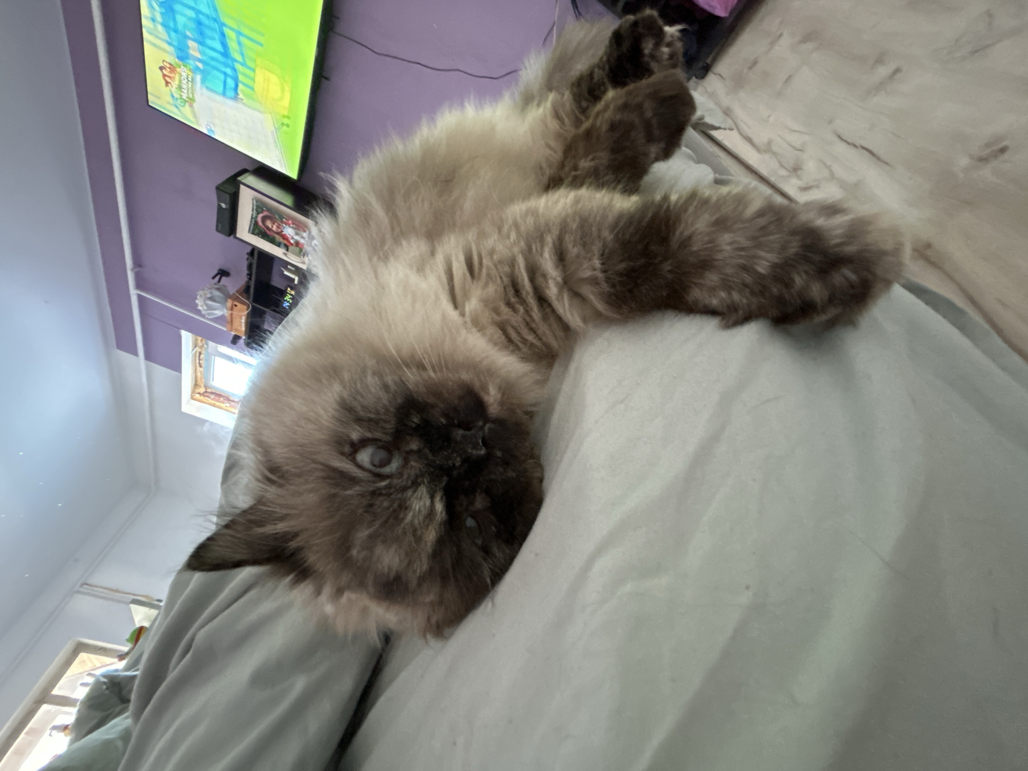 A fluffy, long-haired cat with dark brown and light beige fur lies on a light gray blanket or sheet. The cat's head is in the lower-left of the frame, with one eye visible. The rest of the cat's body is sprawled across the blanket. The background is out of focus, but a television is visible on the wall, as well as other furniture and objects. The location of Rusalevka, Russia, cannot be confirmed or denied based on the visual information provided in the image.
