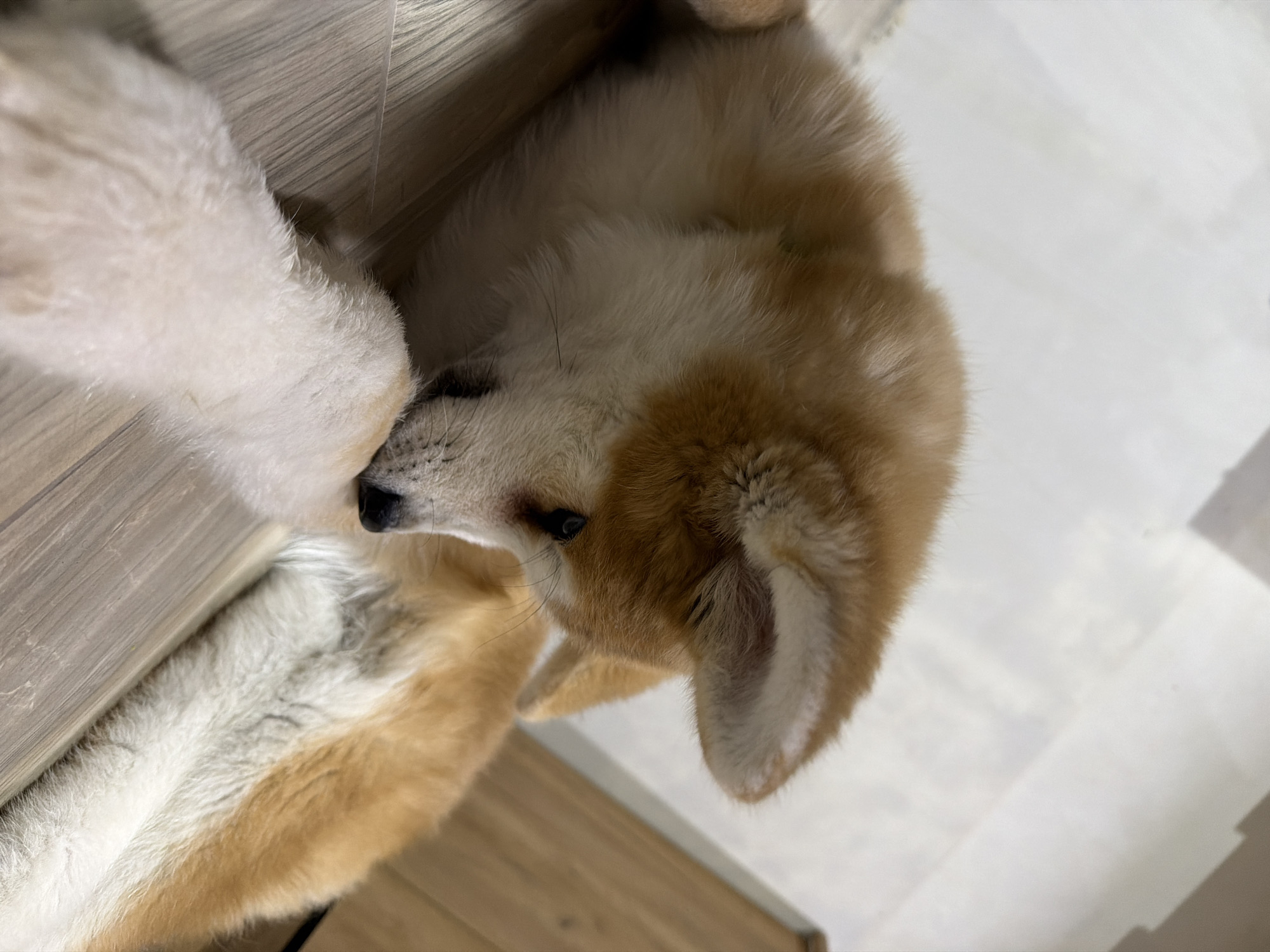 A close-up, slightly rotated image shows an Akita dog resting on a wooden floor. The dog is primarily cream and light brown with white fur around its paws and underbelly. Its head is turned towards the viewer, and its ears are erect. The background includes a light-colored, possibly tiled or laminate, floor. There is no indication of the image's location being in Chaikovsky, Russia.
