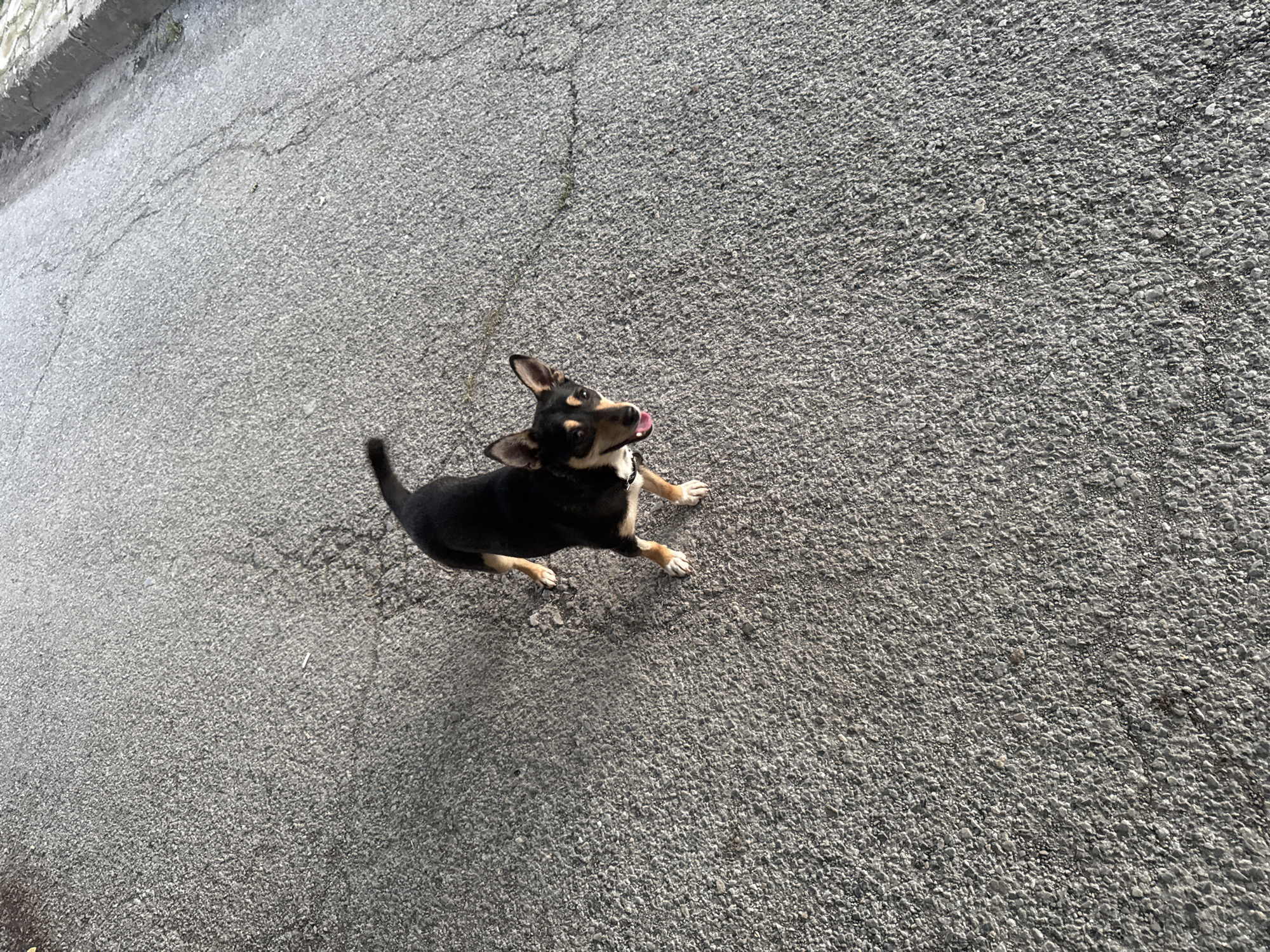 A medium, high-angle shot shows a black and tan dog, with a white collar and its tongue sticking out, standing on rough grey asphalt. The dog is looking up and to the left. The asphalt has cracks running through it. The location is Unknown, Unknown.