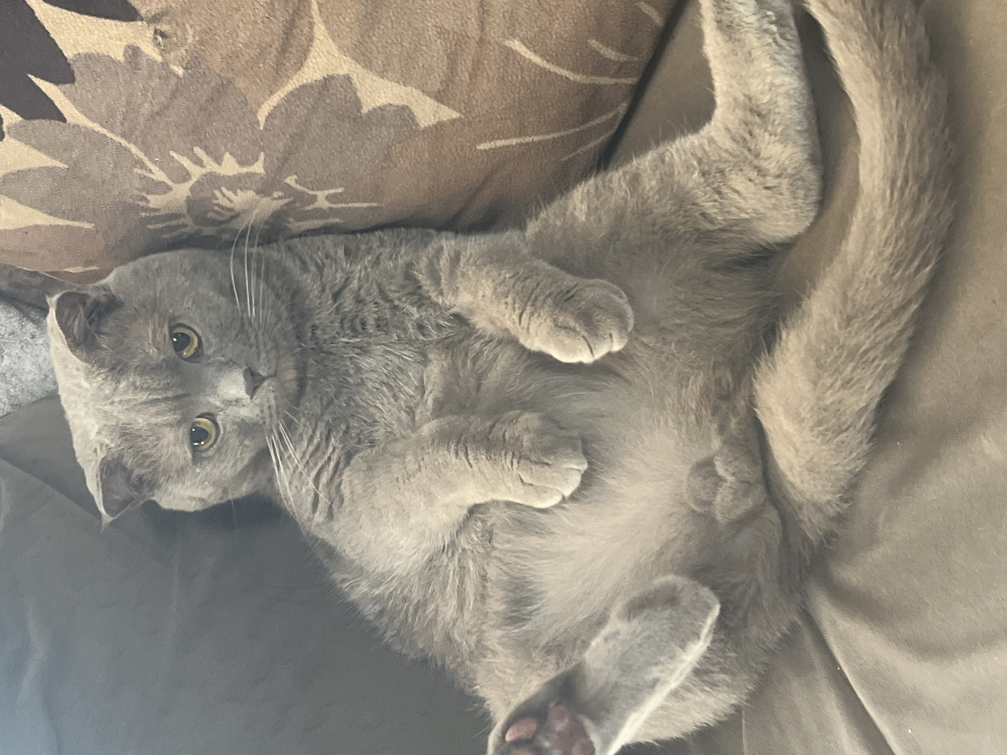 A grey Scottish Fold cat is captured in a relaxed pose on a brown couch. The cat is lying on its back, with its legs splayed outwards, exposing its belly. Its ears are folded, and its eyes are open, looking towards the camera with a curious expression. The cat's fur is short and dense, and its paws are visible, with pink pads on one paw. A brown pillow with a floral pattern is visible behind the cat, to its right. The overall lighting is soft and natural, suggesting an indoor environment. There is no indication of the cat's specific location within the city of Masazir, Azerbaijan.