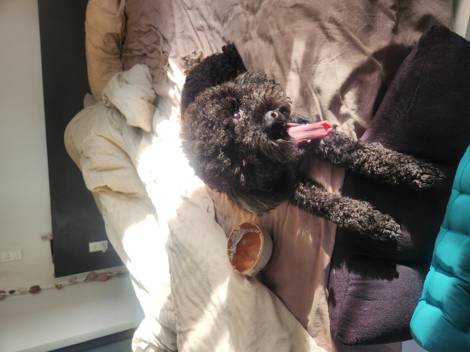 A black poodle is lying on a bed with its mouth open and tongue out, appearing to pant. The dog is on its back, with its legs extended. The bed is covered with a brown comforter. To the left of the dog is a half-eaten coconut. The room appears to be a bedroom, with sunlight streaming in from a window, casting shadows across the bed. The image was taken in a home environment in Da Nang, Vietnam.