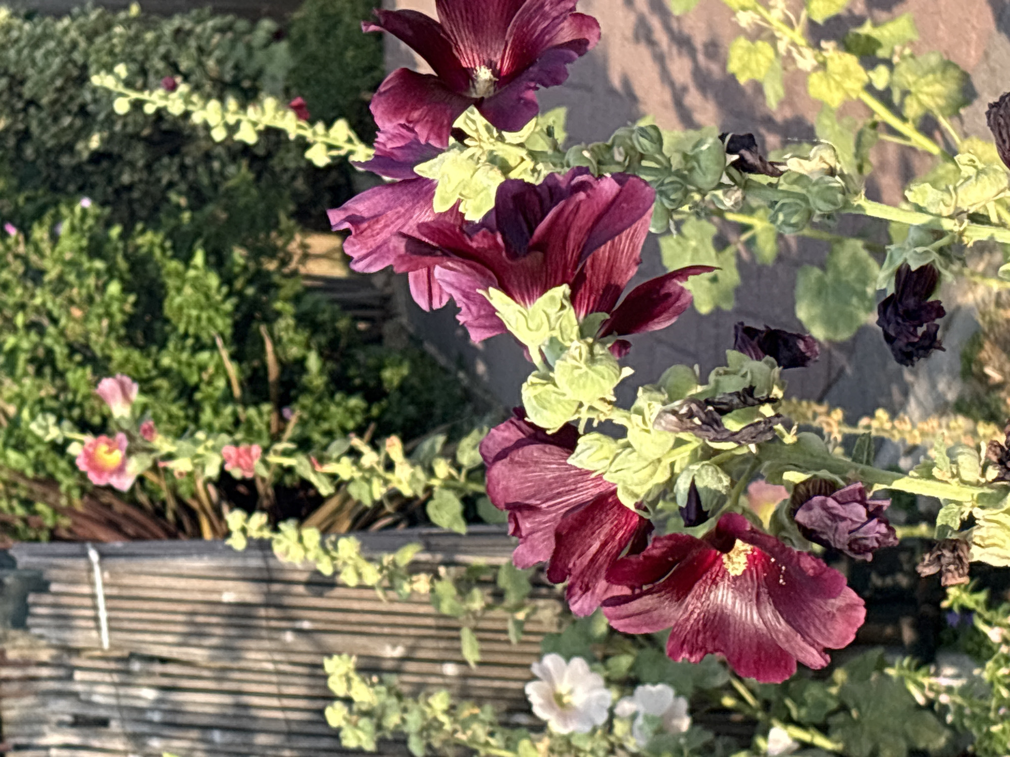 This image shows a close-up view of several deep magenta hollyhock flowers in bloom, with their distinctive ruffled petals. The flowers are growing on tall, green stalks, and there are also unopened buds and dried, wilted blooms visible. In the background, out of focus, are more green foliage, a wooden fence made of vertical poles, and a hint of a brick pathway. There are also some smaller white flowers to the left of the frame. The lighting suggests it is daytime, possibly late afternoon, with sunlight casting shadows. The scene appears to be in a garden setting. There is no information that suggests a specific location within the city of Chelmsford, United Kingdom.