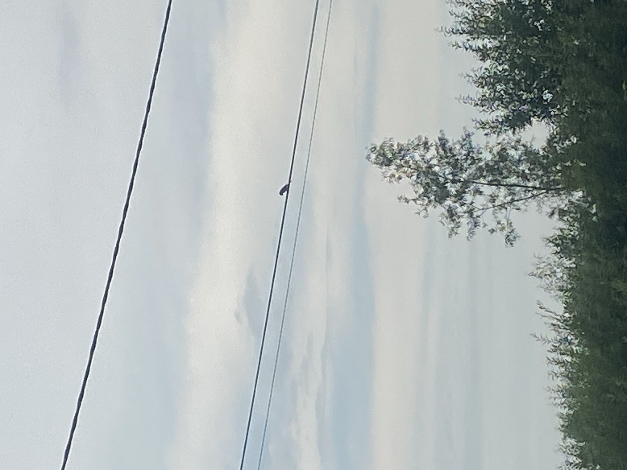A bird is perched on a power line against a cloudy sky. The power line stretches horizontally across the frame. In the foreground, a dense line of green trees and foliage is visible. A slender tree with sparse leaves stands to the right of the bird on the power line. The image appears to be taken outdoors, possibly in a rural or suburban setting, and does not contain any identifiable landmarks of Tolbazy, Russia.