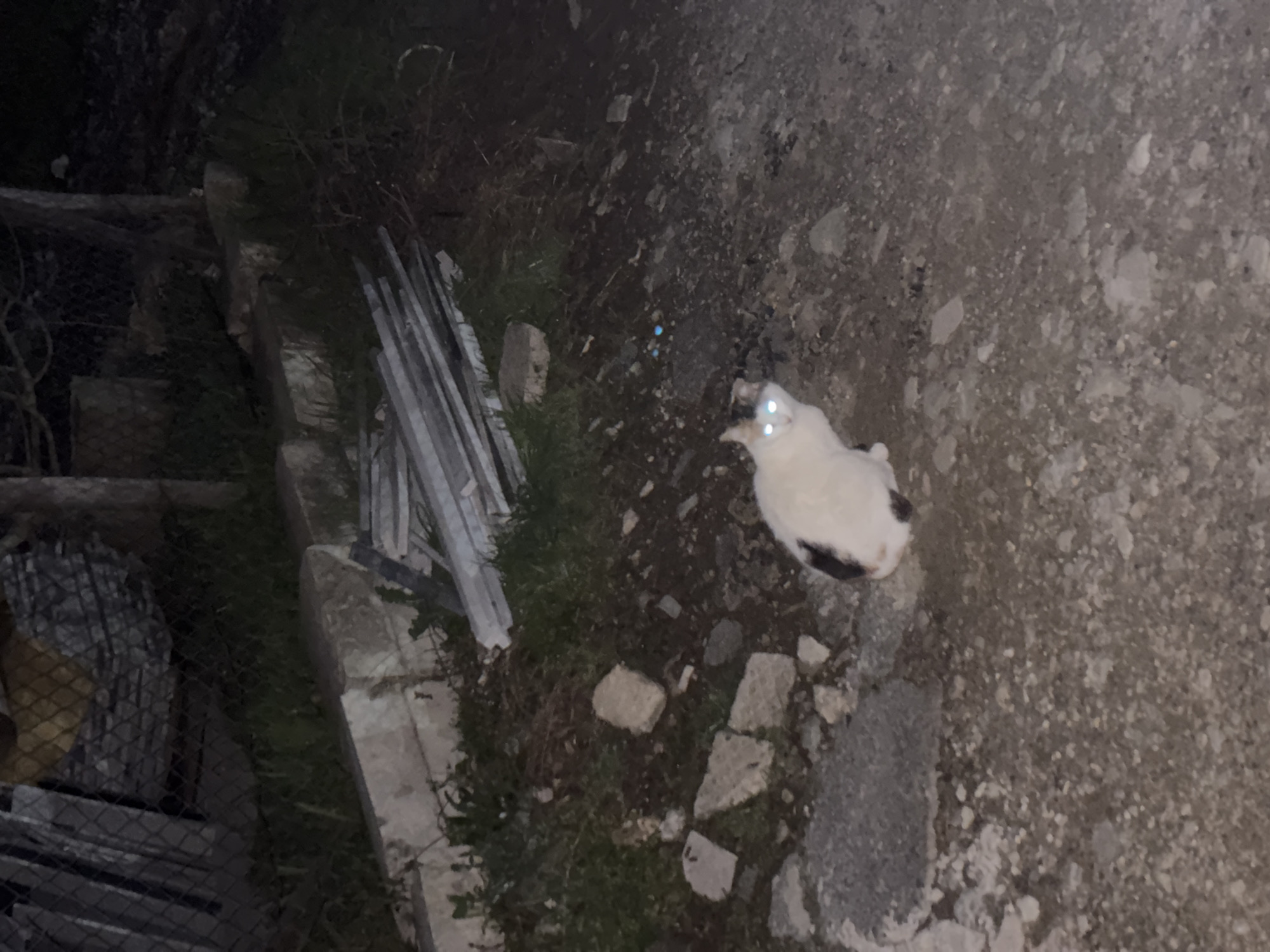 The image, taken at night, shows a white and black cat sitting on a rocky surface. The cat is facing the camera with its eyes reflecting light. To the left of the cat, there is a pile of gray debris and construction materials, partially obscured by a metal fence. The background is dark, suggesting the absence of bright artificial lighting. The location is presumed to be Zlatograd, Bulgaria. No people are visible in the image.