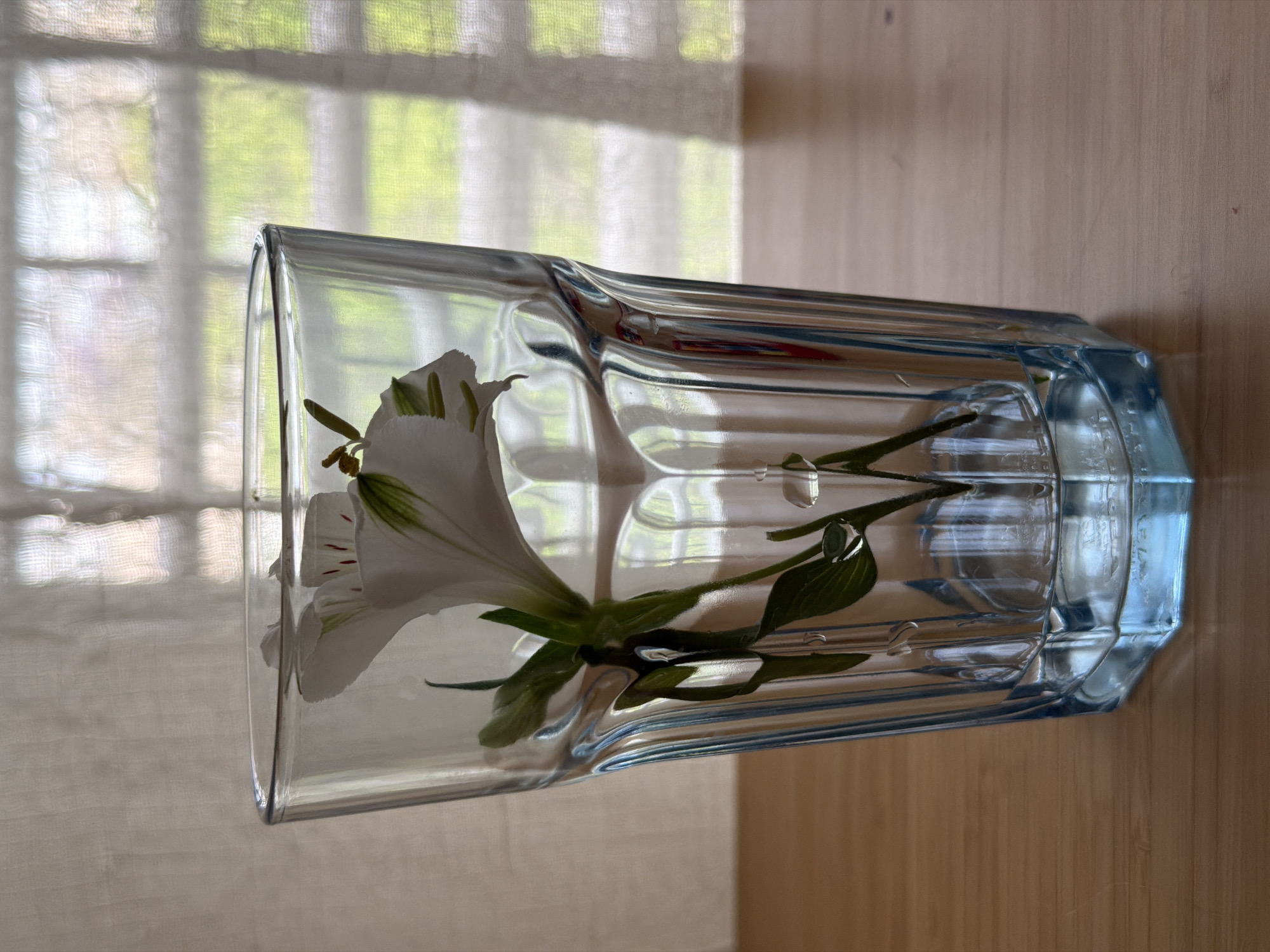 A photograph depicts a clear, multifaceted glass tumbler lying horizontally on a light brown, possibly wooden, surface. Inside the tumbler is a white alstroemeria flower with green leaves and a stem, submerged in water. The flower head is positioned towards the left side of the glass. The tumbler is positioned against a backdrop of a window covered with a light-colored, sheer curtain. The window offers a glimpse of green foliage, suggesting a natural, outdoor setting. The presence of the window and curtain implies an indoor location. There are no people visible in the image. Given the description of the city in the instructions it is implied but not demonstrated in the images that this image was taken in Bat Yam, Israel.