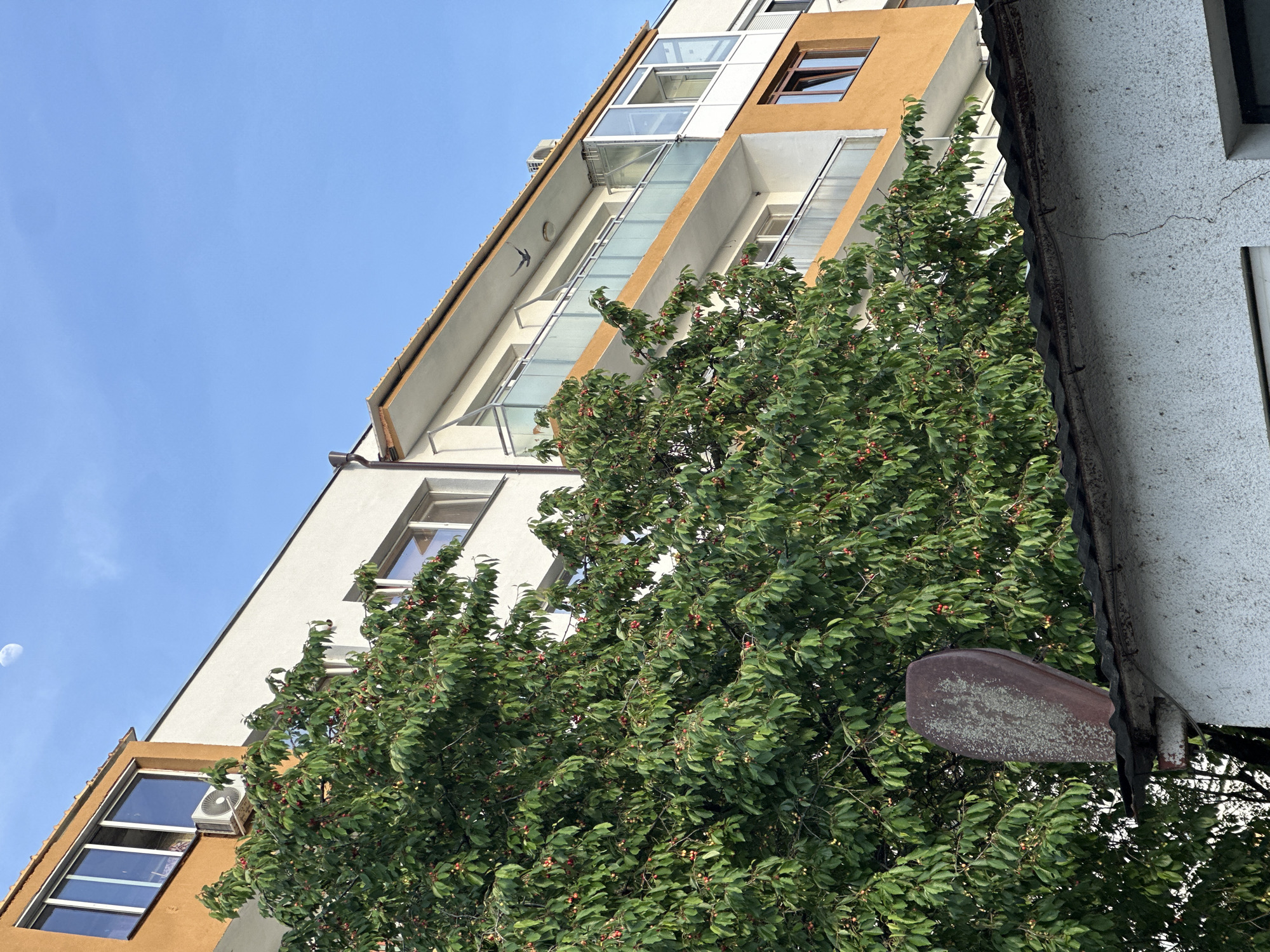 A low-angle shot shows a building in Lovech, Bulgaria. The building has sections painted white and brown, and features windows and balconies. A mature tree, filled with green leaves and red cherries, obscures part of the building. In the foreground, the edge of another building is visible. Above the buildings, a clear blue sky is present.