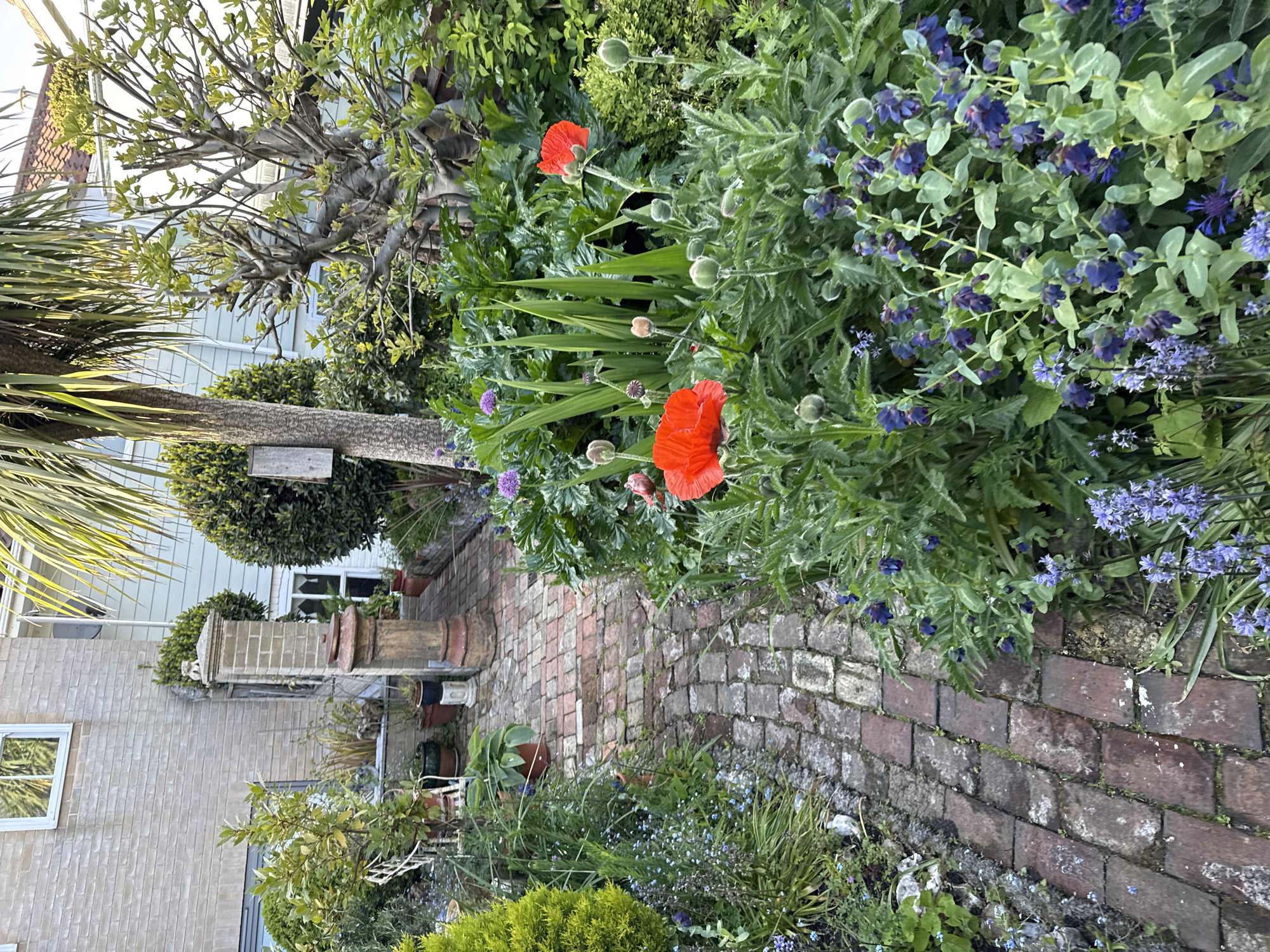 This image shows a garden scene in Great Yarmouth, United Kingdom. A brick path stretches into the distance, bordered by flower beds on either side. The flower beds are filled with a variety of plants, including red poppies and blue flowers. The scene captures a section of brick pathway between flower beds and features a building in the background. The scene is likely taken during the daytime.