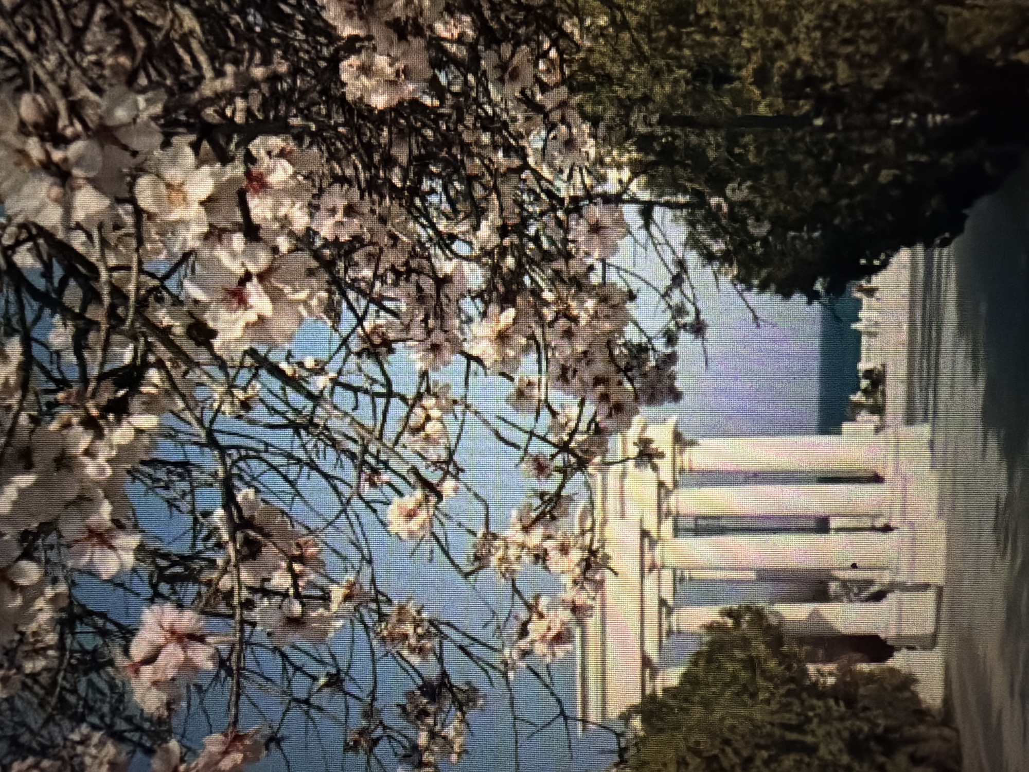 The image shows a view through blossoming branches of a tree towards a classical-style building with tall white columns. The building appears to be a temple or monument. In the background, a body of water, likely the sea, is visible. The scene is set outdoors with lush green foliage on either side of the path leading to the building. The image has a vintage quality, possibly due to the color saturation and grain. There are no people or animals visible in the frame. The location of Baan Mae Nam, Thailand is not depicted in this image, as the architecture and flora are not characteristic of Thailand. The scene appears to be in a Mediterranean or European setting.