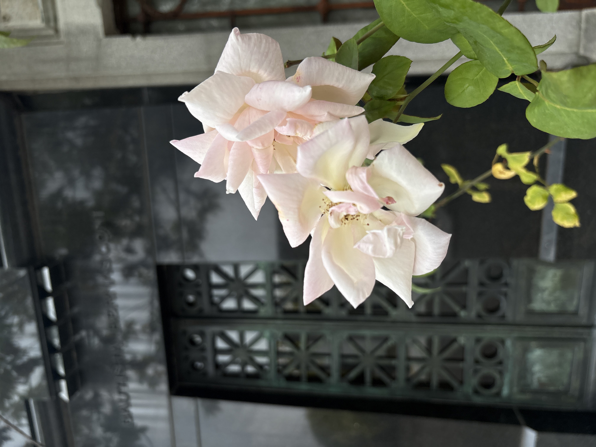 The scene depicts two light pink roses, exhibiting fresh dew or rain droplets on their petals and vibrant green leaves, prominently featured in the foreground. The roses are partially bloomed, with some petals showing minor brown discoloration at their centers. In the soft-focused background, a large, dark, polished stone mausoleum stands. The name "BAUTISTA SCAMASCONI" is faintly etched into the stone facade, positioned above an elaborate, dark green-patinated metal double door. This door features repeating geometric patterns, including star-like and circular motifs. A fragment of an adjacent lighter stone structure, incorporating a barred window, is visible on the far right of the frame. This environment is identified as the Recoleta Cemetery in Buenos Aires, Argentina.