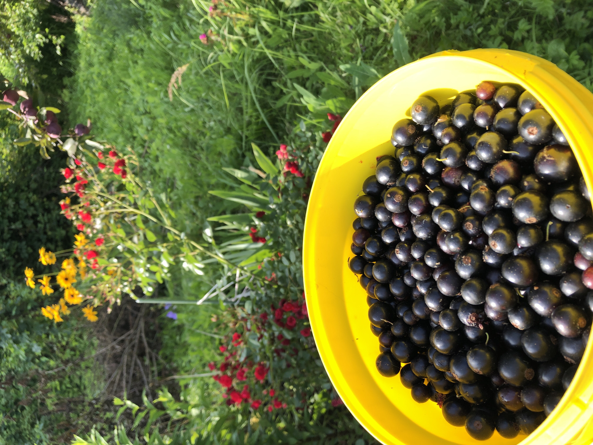A close-up, eye-level shot shows a bright yellow bucket overflowing with freshly picked blackcurrants. The berries are dark, round, and glossy, with some lighter purple and red hues visible. The bucket is positioned in the foreground, dominating the lower half of the frame. In the background, a lush green garden is visible, bathed in dappled sunlight. A variety of plants with red and yellow flowers are scattered amongst the foliage. The scene is set in the city of Krasnaya Presnya SNT, Russia.