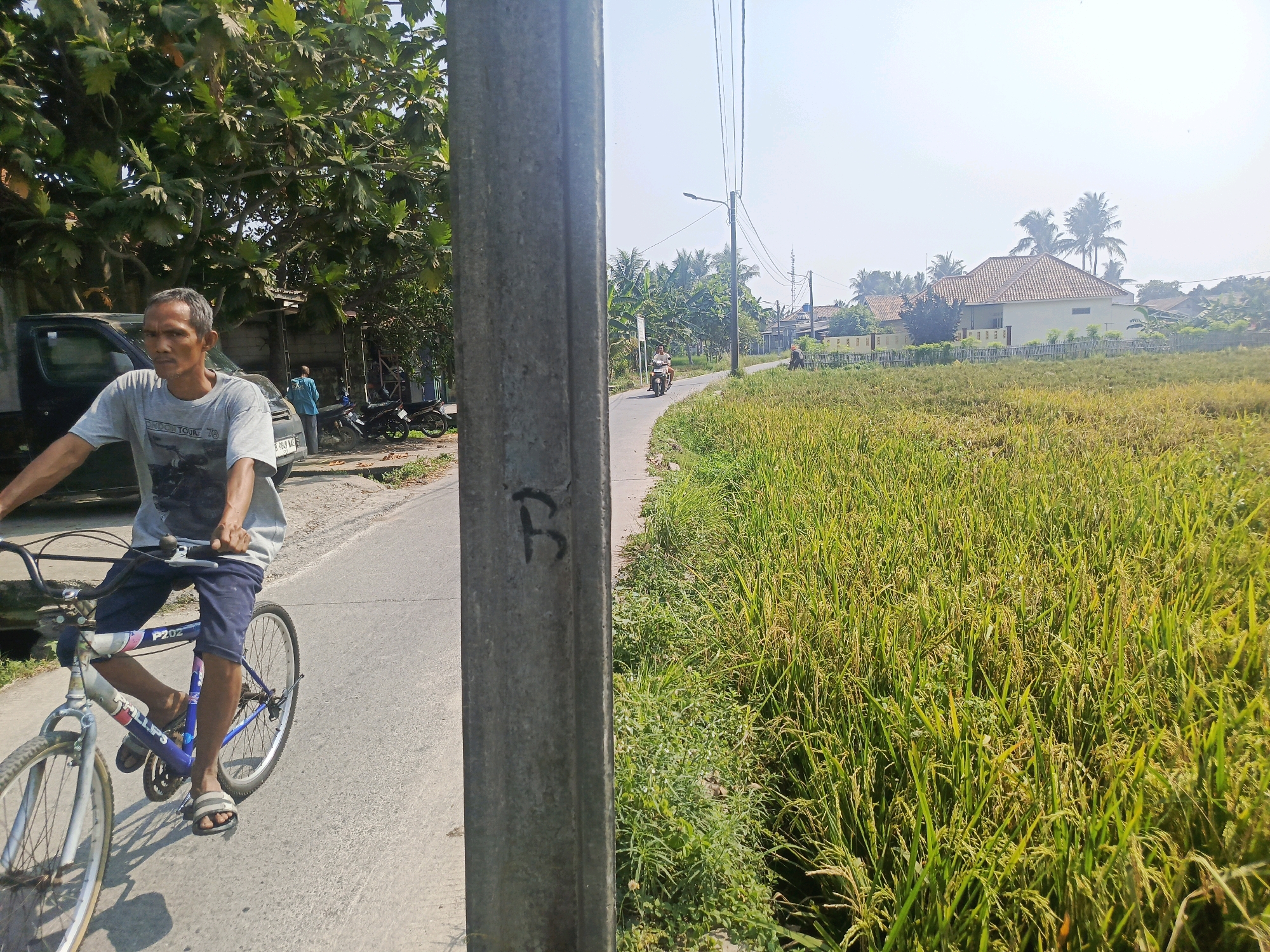 The image depicts a street scene in Laksana, Indonesia, under a clear, sunny sky. In the foreground on the left, a man with graying hair is riding a blue bicycle. He is wearing a grey t-shirt with a graphic print and dark blue shorts. His bicycle has the text "P202" on the frame. To the left of the man, a dark-colored van is parked, and behind him, another person in a blue shirt stands near a motorcycle. A tall, grey metal pole with the letter "B" crudely marked on it stands in the center of the frame, separating the road from a lush green field of rice paddies on the right. The rice field stretches towards the background where houses with tiled roofs and palm trees are visible, indicative of a semi-rural or suburban area within the city. A narrow asphalt road curves into the distance, with a few other individuals on motorcycles in the middle ground. The overall environment suggests a typical day in a developing urban area where agriculture is still prevalent.