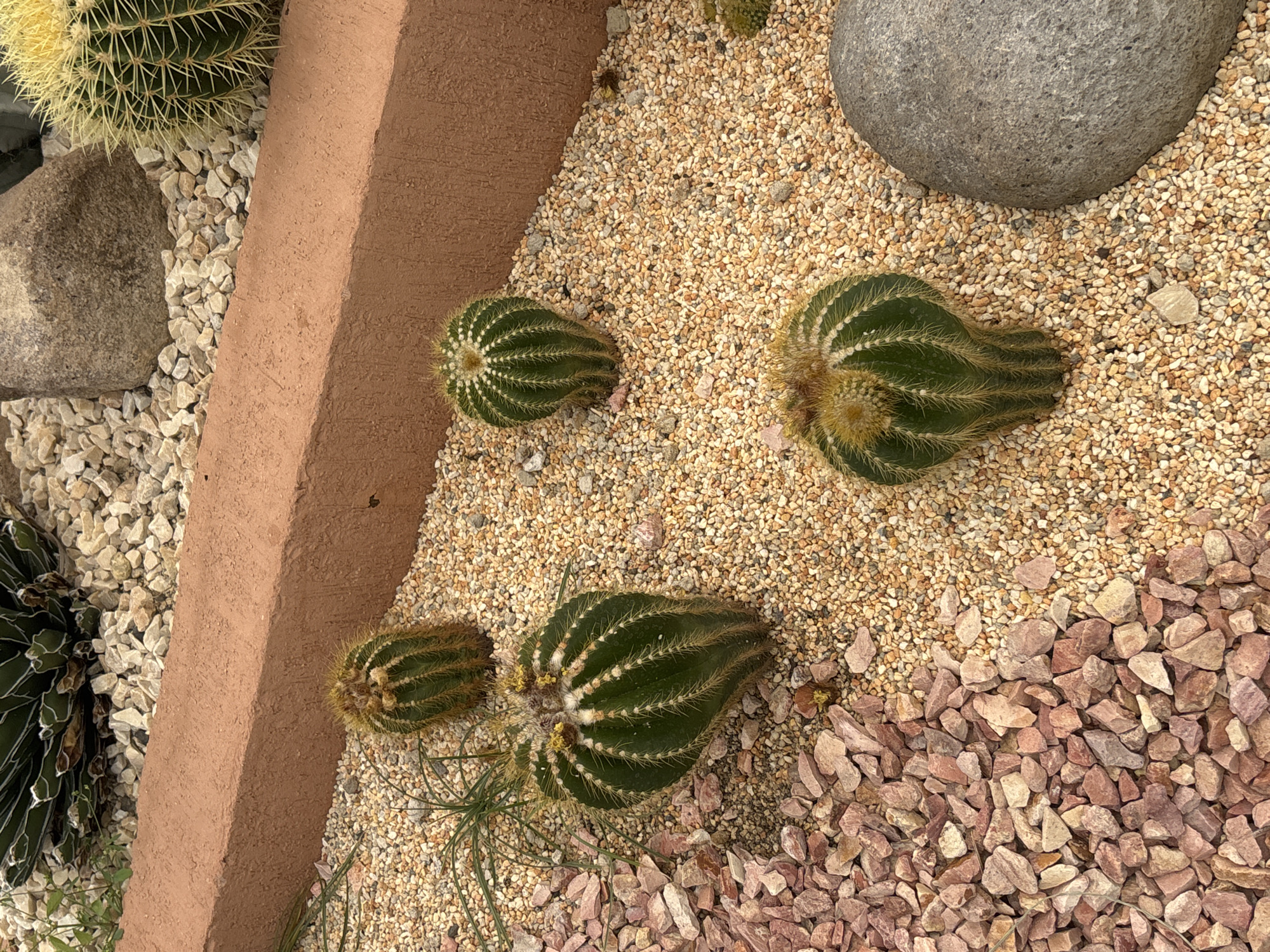 The image depicts a ground-level view of a garden or landscaped area, possibly in Tehuixtla, Mexico. The foreground is dominated by a variety of decorative gravels, transitioning from fine, beige pebbles to larger, reddish-brown stones in the lower right. Four small, cylindrical cacti are positioned amongst the gravel, each exhibiting a ribbed texture and thin, white spines. A grey rock is present towards the upper right corner, contrasting with the gravel. A low, tan-colored border runs along the left edge of the frame. A larger cactus is visible in the upper left. A succulent is visible in the lower left.