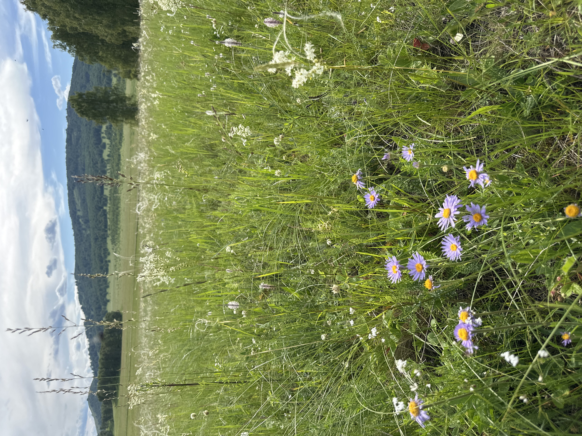 An outdoor, eye-level, full shot captures a vibrant meadow under a partly cloudy sky. The foreground is dominated by lush green grass, interspersed with various wildflowers in shades of purple, white, and yellow. The flowers are in bloom, with some appearing delicate and feathery, while others have more prominent petals. Tall stalks of grass and seed heads rise above the shorter flora, adding texture and depth to the scene. In the middle ground, a line of trees marks the transition to a rolling hillside covered in dense green foliage. The distant background features more hills, softened by a hazy atmosphere, and a bright blue sky with scattered white clouds. The overall impression is one of natural beauty and tranquility.