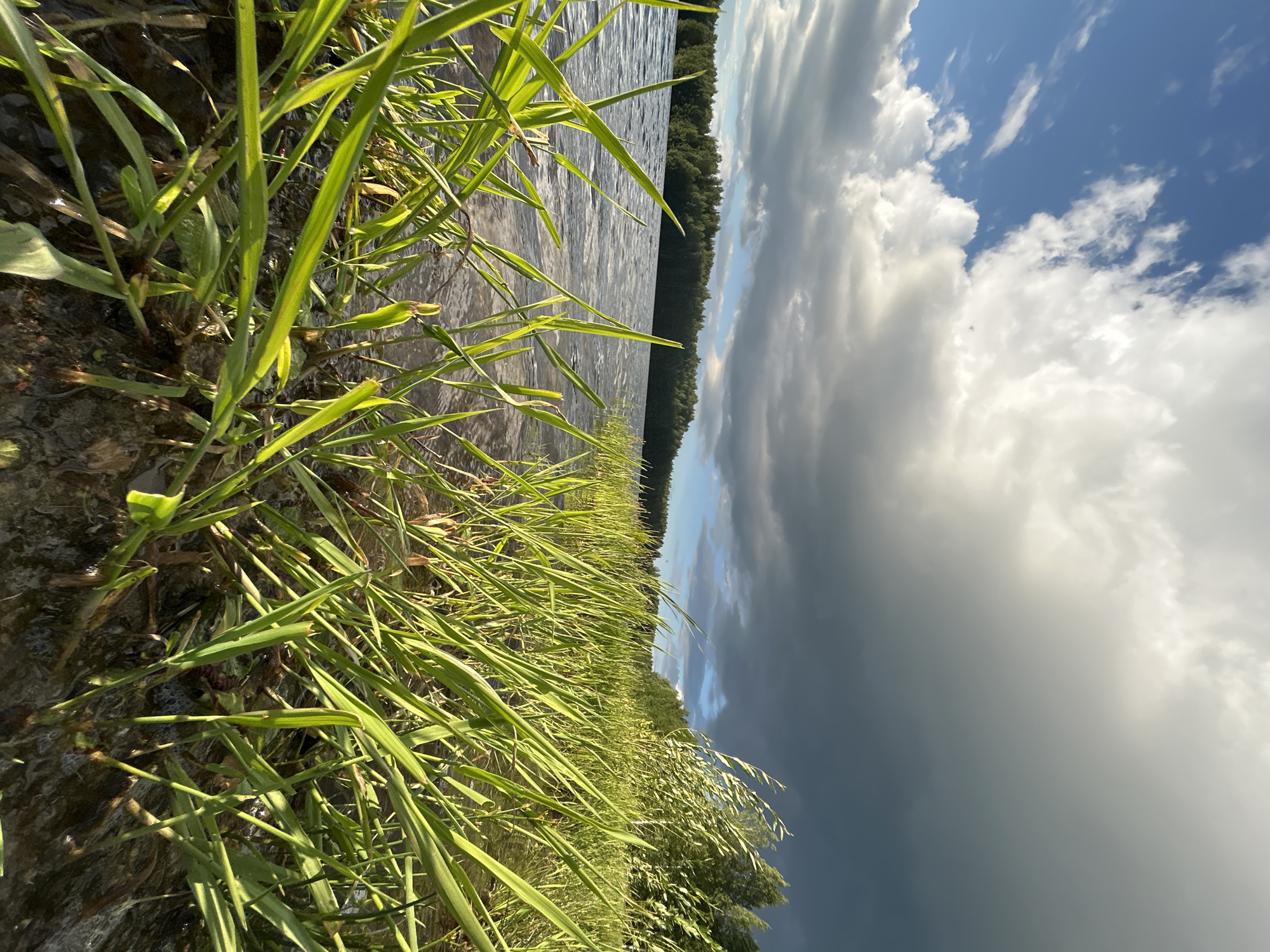 The image captures a low-angle view of a grassy shoreline beside a body of water. In the foreground, vibrant green grass grows densely, with some blades bending towards the water. The water surface is rippled, reflecting the sky. In the background, a dense line of green trees forms a treeline along the far shore. The sky is dramatic, with a mix of bright blue patches and dark, heavy clouds, suggesting an approaching storm or the aftermath of one. The lighting is dynamic, with sunlight illuminating some parts of the scene while other areas are cast in shadow. The overall environment appears natural and rural, consistent with a lakeside or riverbank setting. The location is specified as Chernushka, Russia.