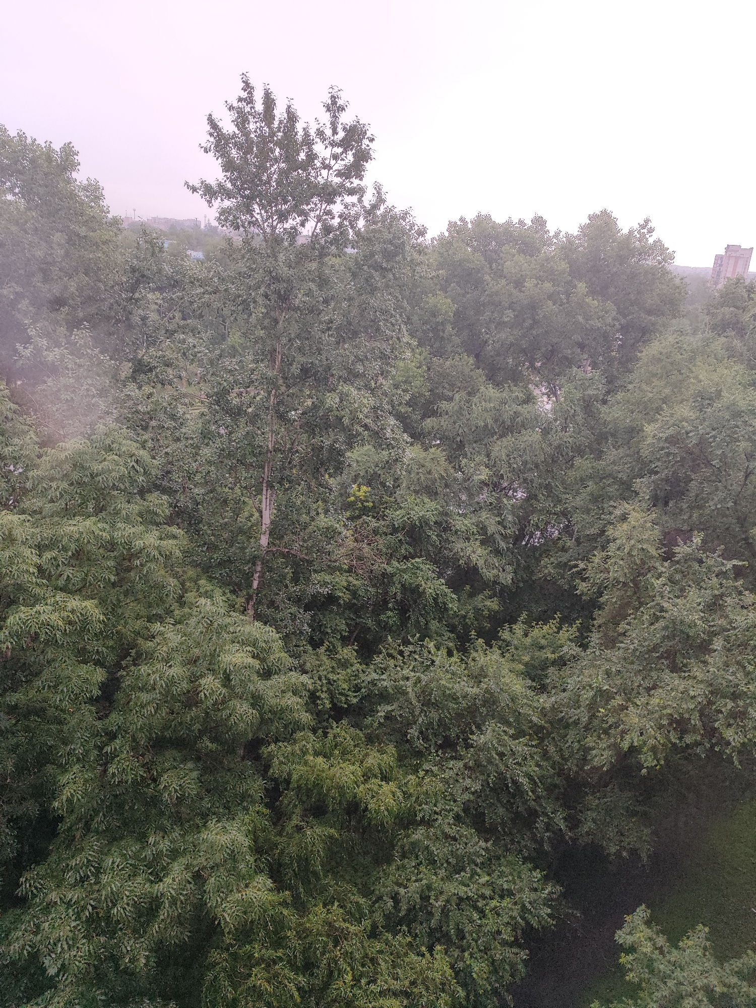 An aerial, high-angle view captures a dense canopy of green trees, dominating the foreground and middle ground. The trees are lush and full, with varying shades of green indicating different species or lighting conditions. In the background, a hazy, light-colored sky suggests overcast weather or a humid atmosphere. In the far distance, faint structures of buildings can be discerned through the trees, hinting at an urban environment. The image composition is predominantly natural, with the man-made elements largely obscured by the foliage. The scene appears to be a park or a densely wooded area within a city, likely Khabarovsk, Russia, given the context. There are no people or animals visible in the frame. The overall impression is one of abundant vegetation within an urban setting.