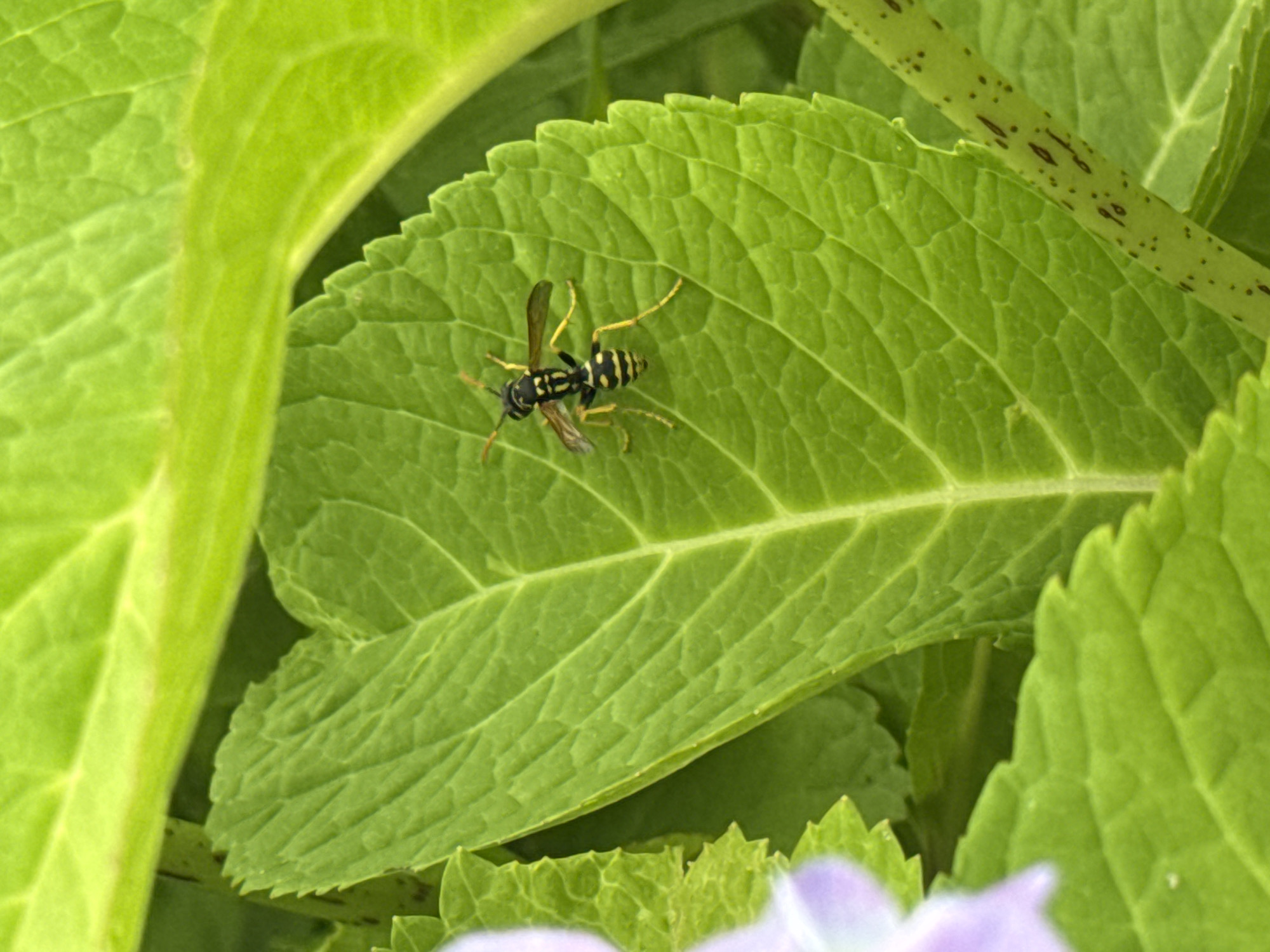 A close-up, top-down shot captures a yellow and black striped wasp resting on a vibrant green leaf in Бараўлянскі сельскі Савет, Belarus. The leaf, with its distinct veins and slightly serrated edge, is positioned diagonally in the frame, taking up a significant portion of the foreground. Other green leaves, some in focus and some blurred, surround it, creating a lush, natural environment. A hint of a light purple flower is visible in the upper left corner. The lighting is bright, suggesting an outdoor, daytime setting.