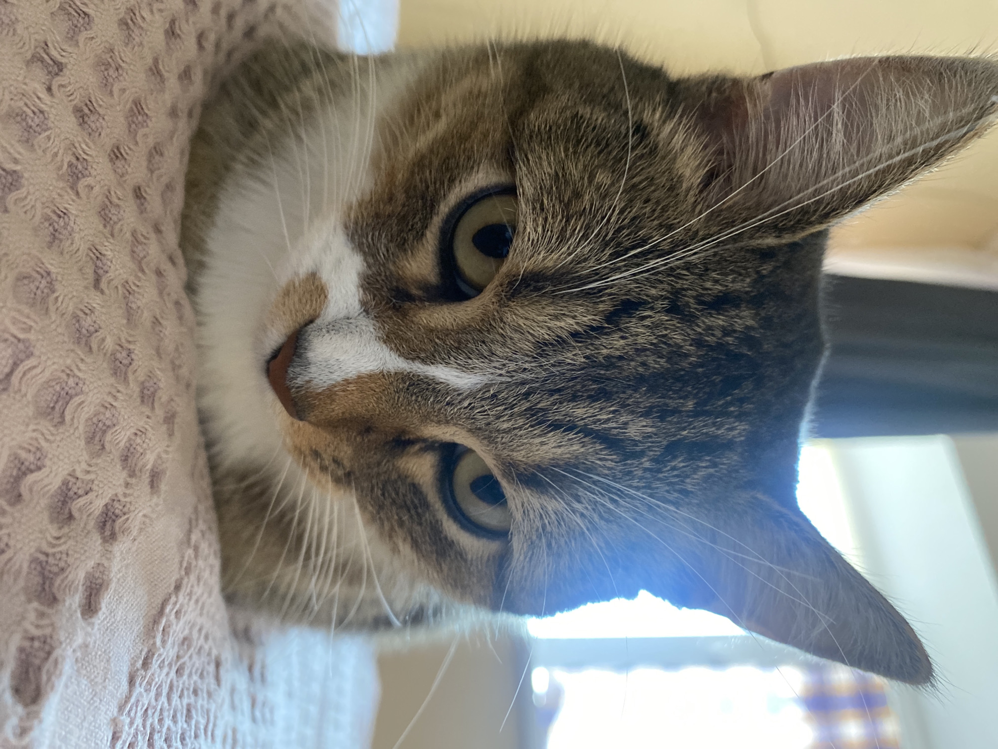 This is a close-up, vertical, indoor photograph of a tabby cat's face. The cat is peeking out from a textured, pale pink fabric, possibly a blanket or a piece of furniture. The cat's fur is a mix of brown, grey, and white, with distinct tabby markings. Its eyes are large and expressive, with yellow irises and black pupils, and they are looking directly at the camera. Long, white whiskers fan out from its snout. The cat's ears are visible, one slightly tilted forward.
The lighting in the image suggests it is daytime, possibly late morning or early afternoon, with a bright light source coming from the right side of the frame, causing some lens flare and highlighting the cat's fur. The background is blurred, but hints of a window with diffused light and possibly some patterned blinds or curtains can be seen, suggesting an indoor setting, likely a home. The overall mood conveyed is one of curiosity and alertness, with the cat appearing to be in a comfortable and possibly playful or inquisitive state. No text is visible in the image. The location context is Novokuybyshevsk, Russia, but there are no specific visual cues in the image that would confirm this location.